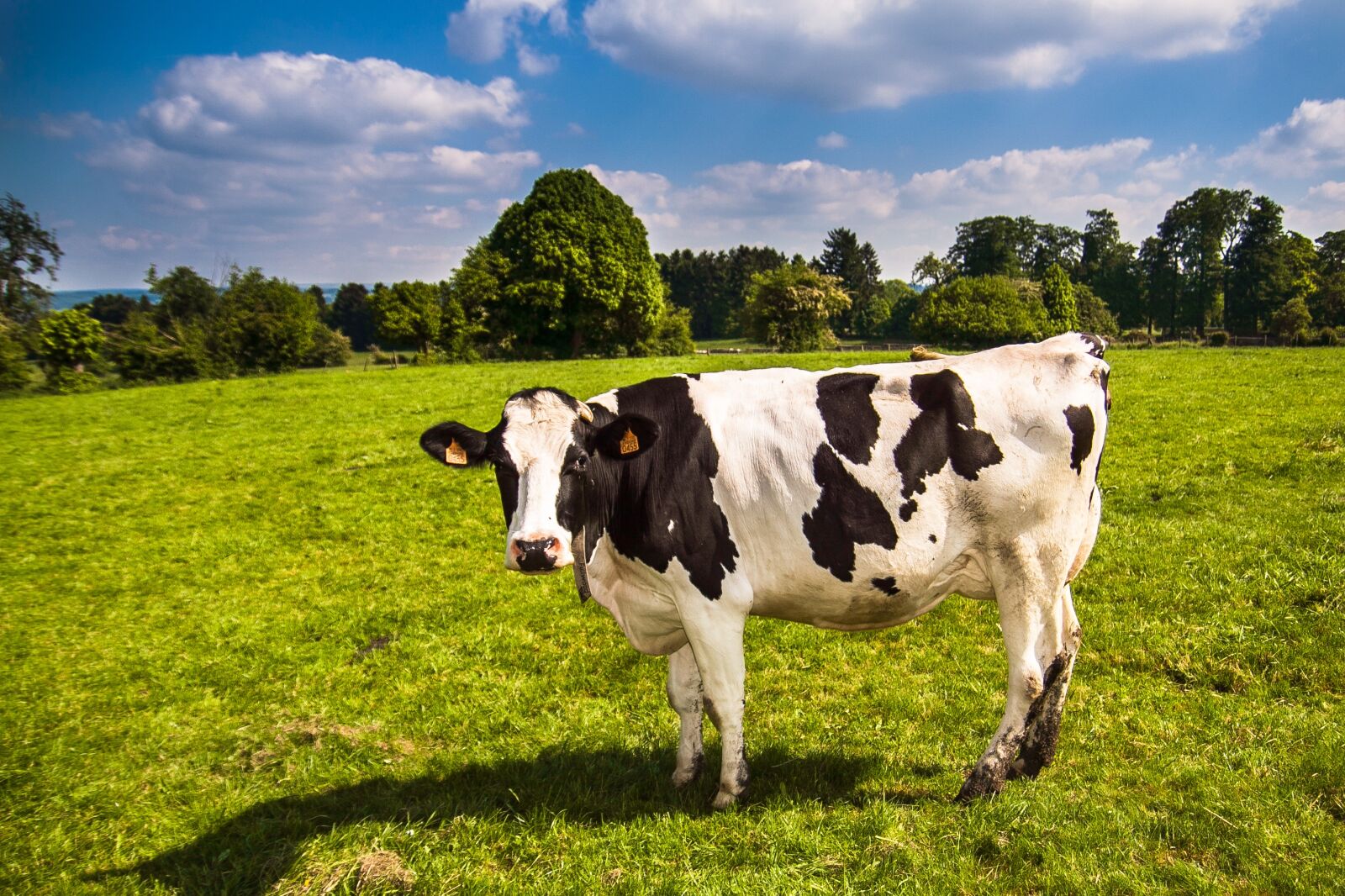 Canon EOS 50D sample photo. Cow, landscape, grass photography