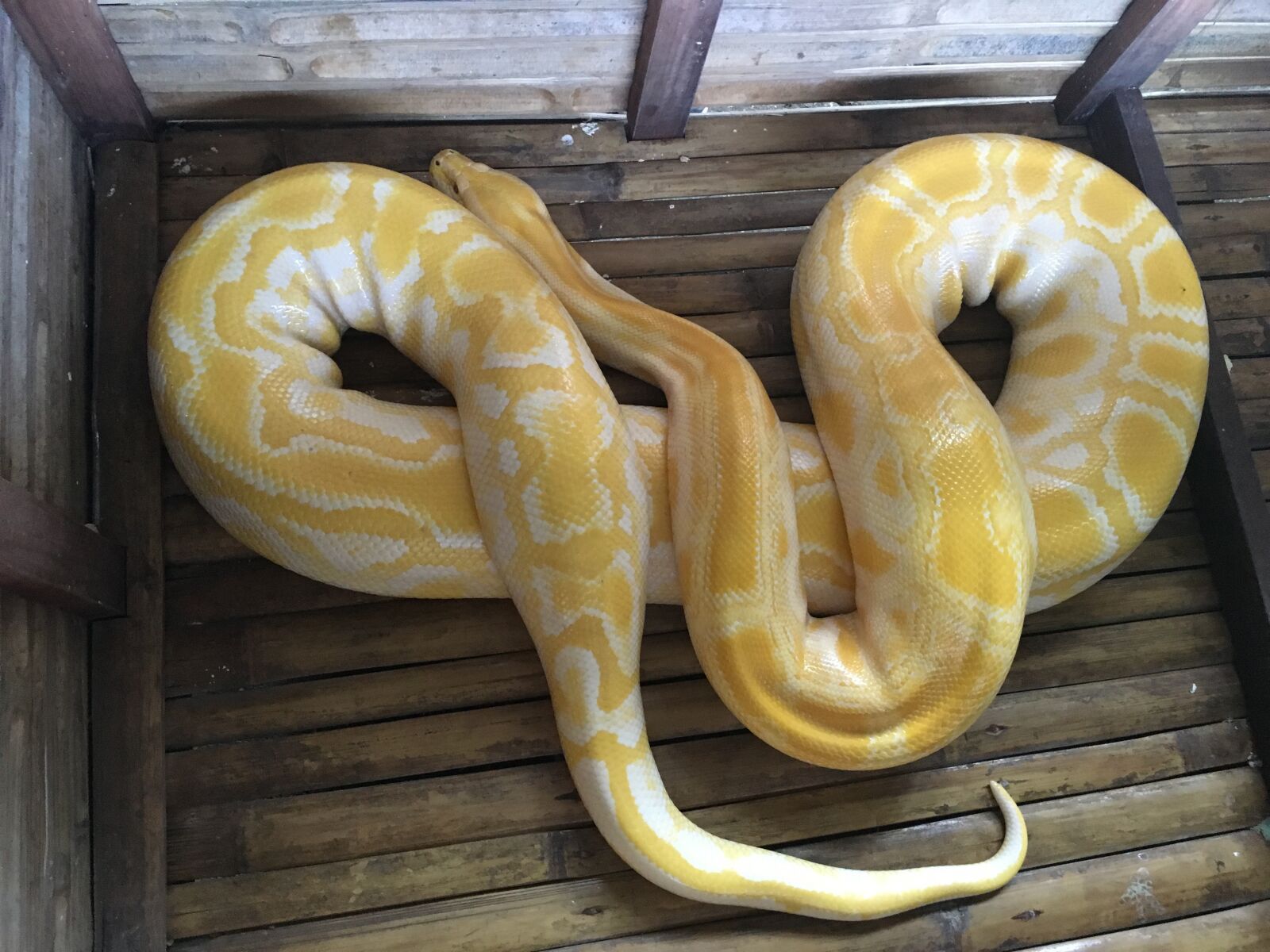 Apple iPhone 6s sample photo. Snake, nature, reptile photography