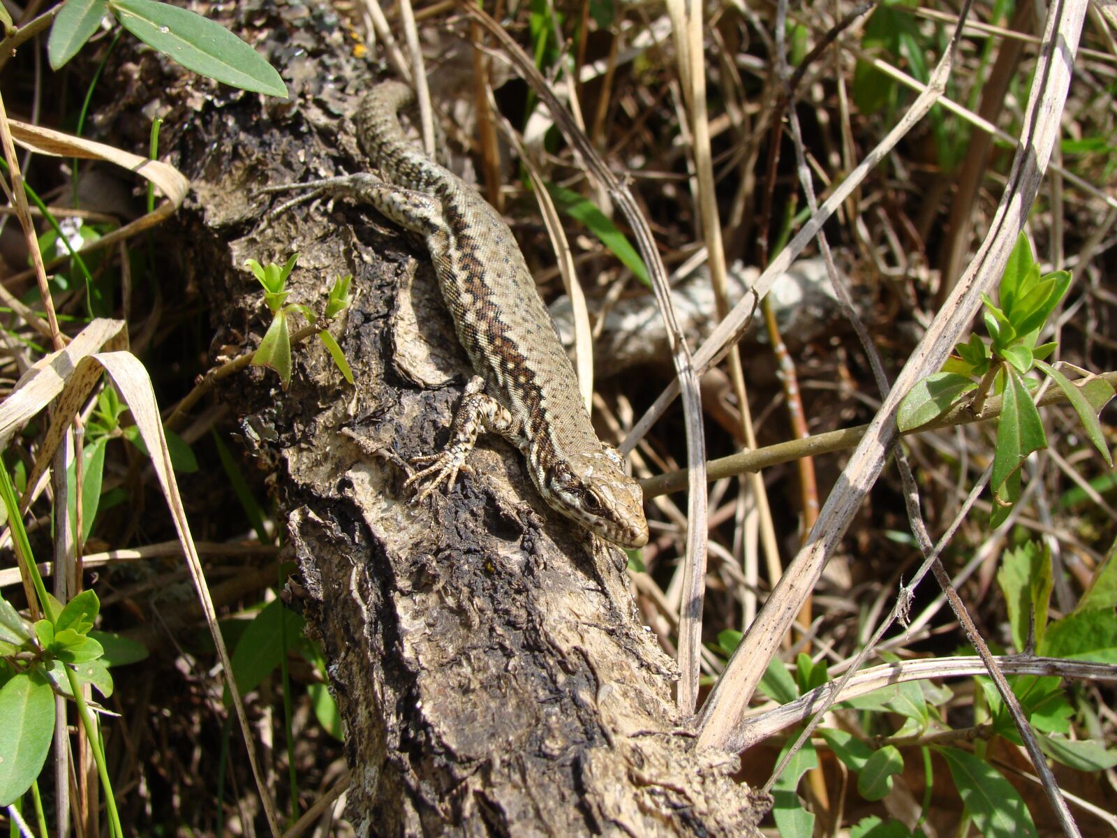 Sony Cyber-shot DSC-H50 sample photo. Lizard, nature, reptile photography