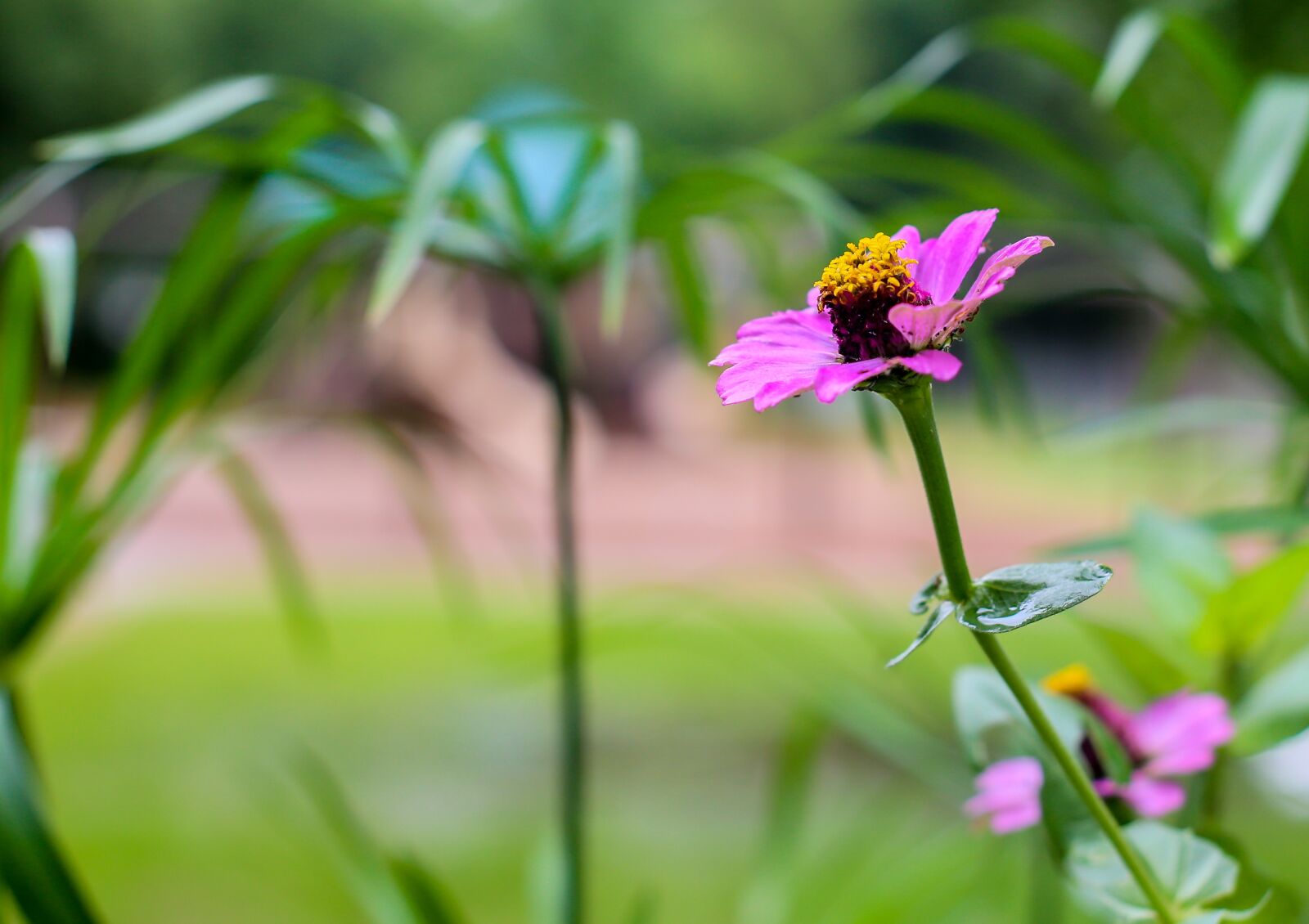 Canon EOS 6D sample photo. Flower, pink, pink flowers photography