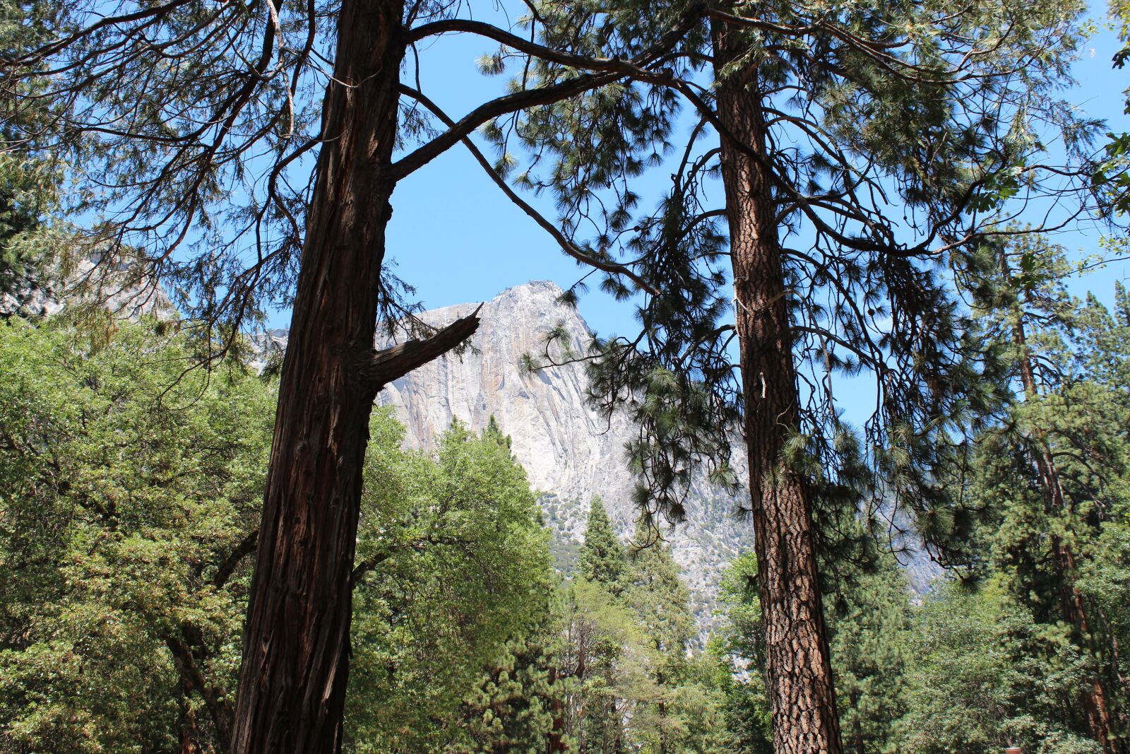 Canon EOS 600D (Rebel EOS T3i / EOS Kiss X5) sample photo. Yosemite park, yosemite, yosemite photography