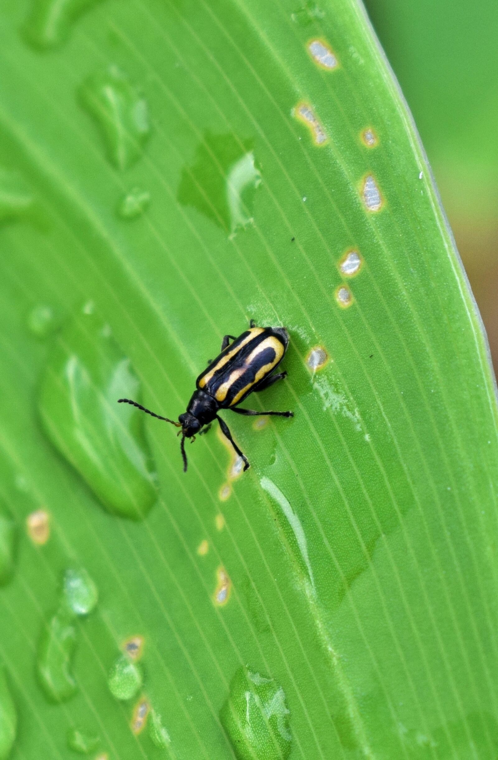 Nikon D5300 sample photo. Beetle, flea beetle, alligatorweed photography