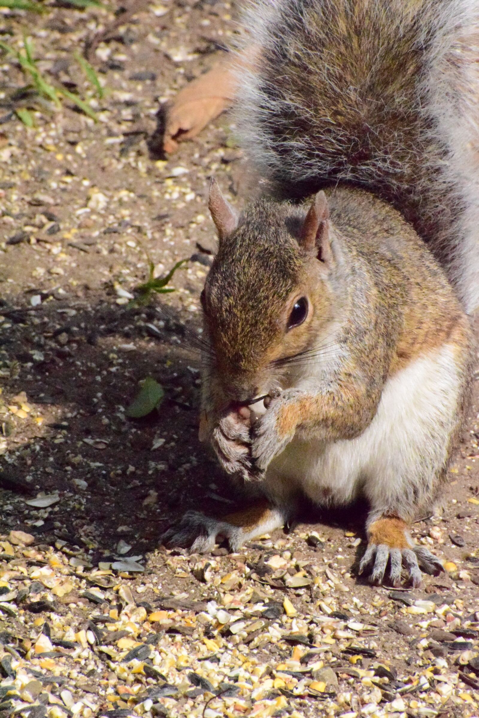 Nikon D3300 sample photo. Squirrel, rodent, animal photography