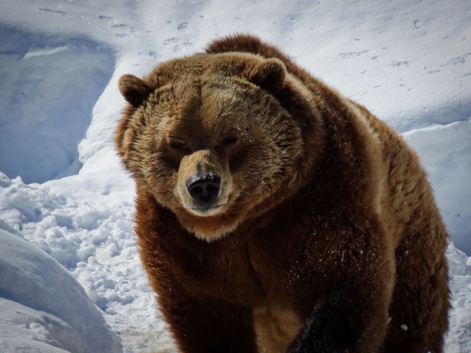 Sony Cyber-shot DSC-HX300 sample photo. Grizzly, ours, zoo photography