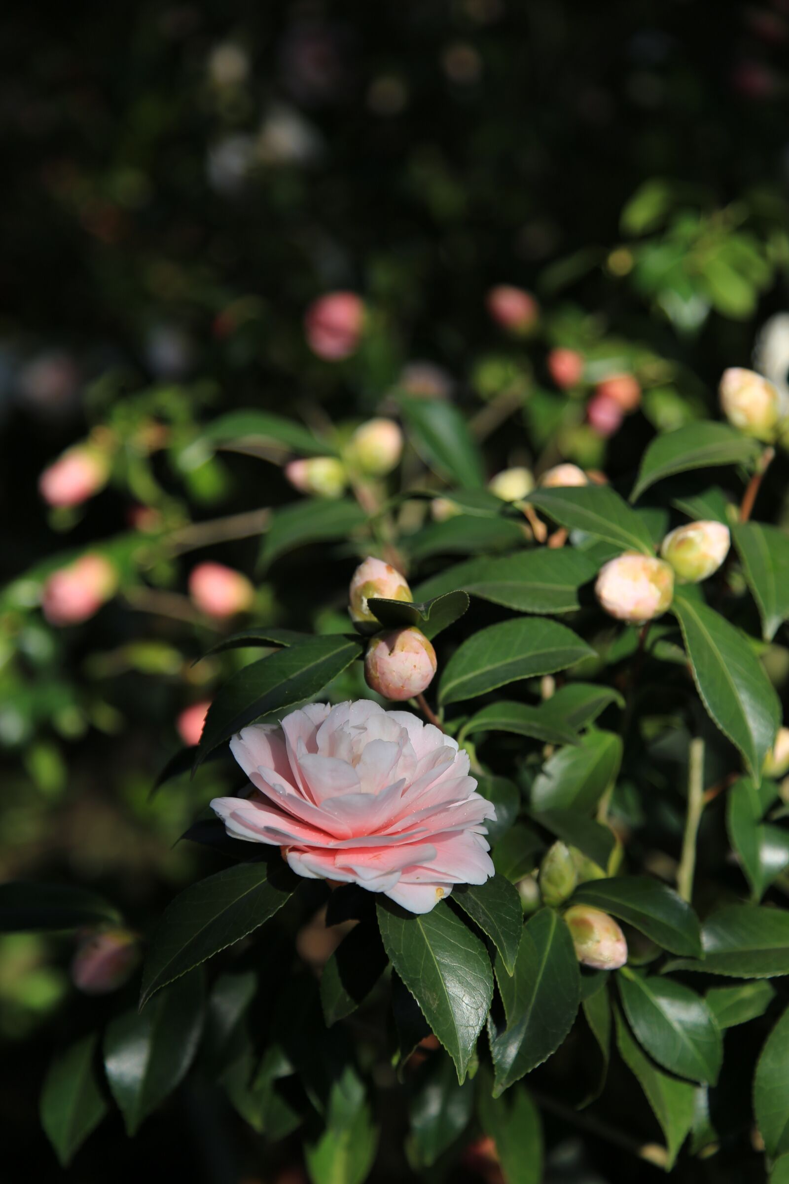 Canon EOS 6D + Canon EF 24-105mm F4L IS USM sample photo. Camellia, camellia flower, flowers photography
