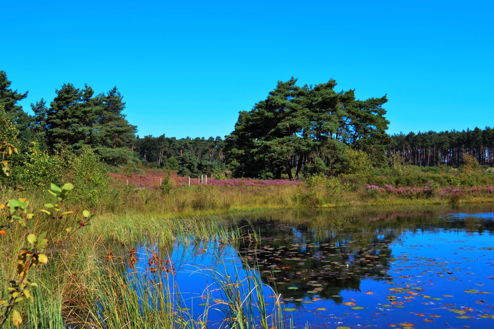 Nikon D3100 sample photo. Heide, ven, moorland photography