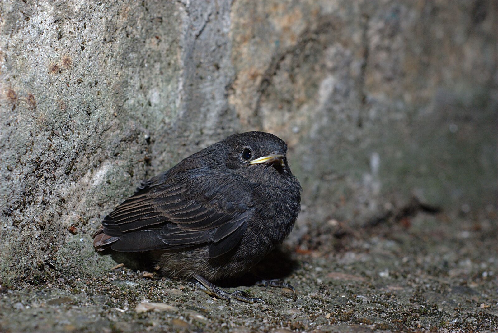 Nikon D80 sample photo. Bird, nature, animal world photography