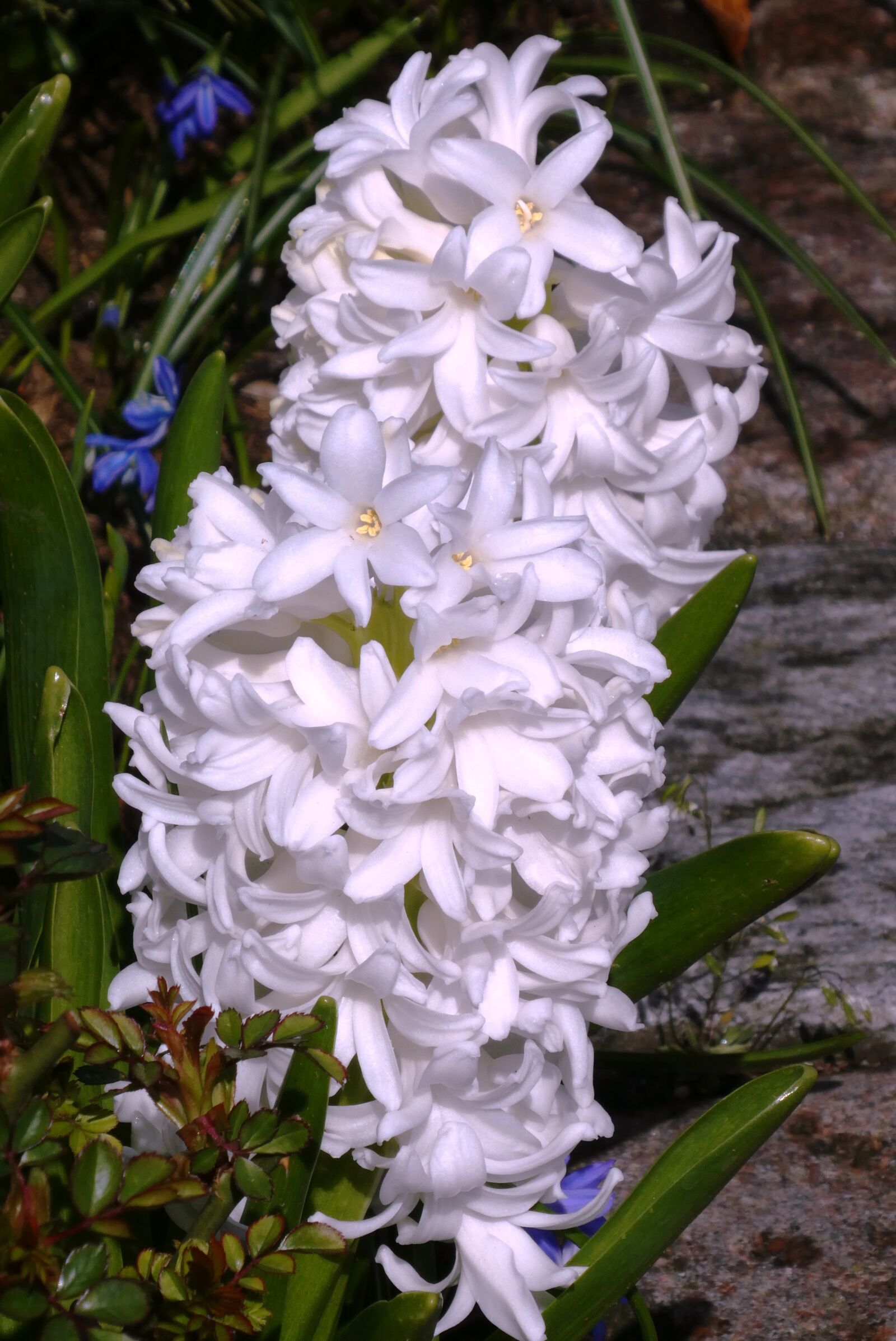 Panasonic Lumix DC-ZS70 (Lumix DC-TZ90) sample photo. Hyacinth, flower, white photography