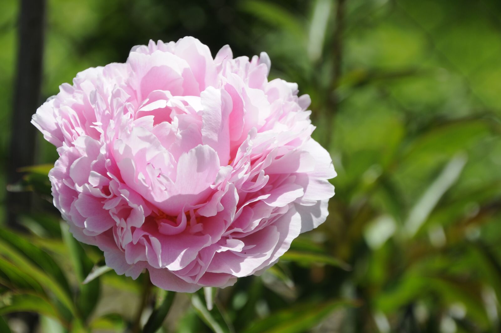 Nikon D300 sample photo. Flower, peony, pentecost photography