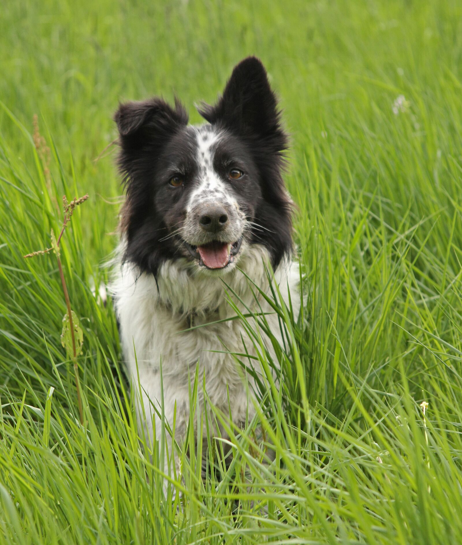 Canon EOS 7D sample photo. Grass, animal, dog photography