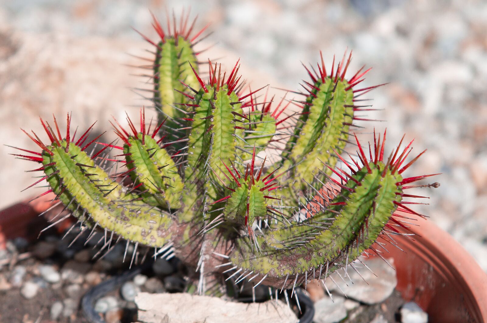 Canon EOS 60D + Canon EF 24-85mm F3.5-4.5 USM sample photo. Cactus, spur, red photography