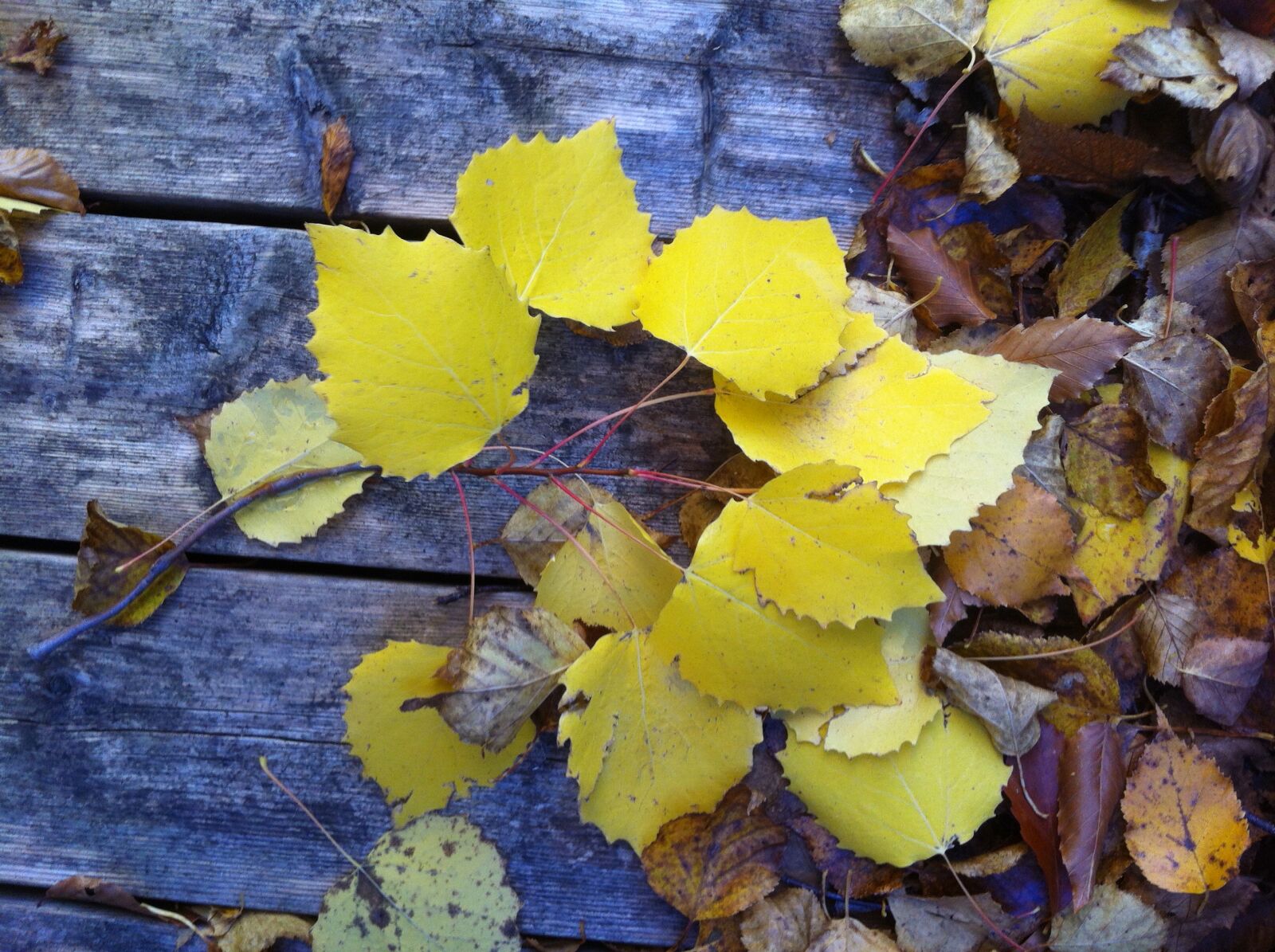 Apple iPhone 4 sample photo. Yellow, leaf, outdoor photography