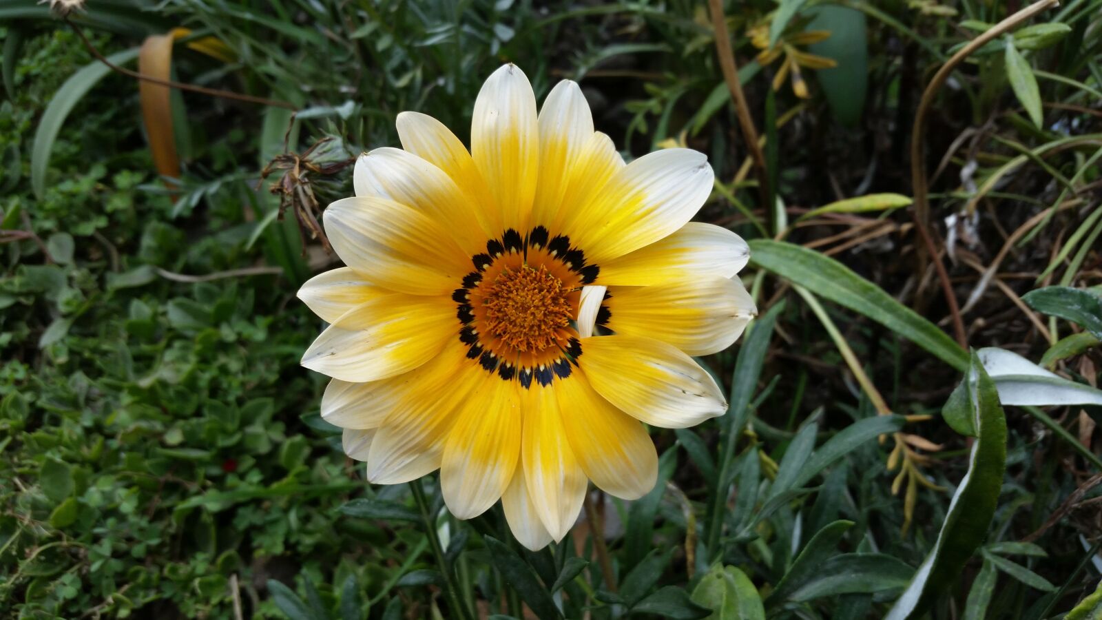 Samsung Galaxy S5 sample photo. Mid-autumn festival flower, wild photography