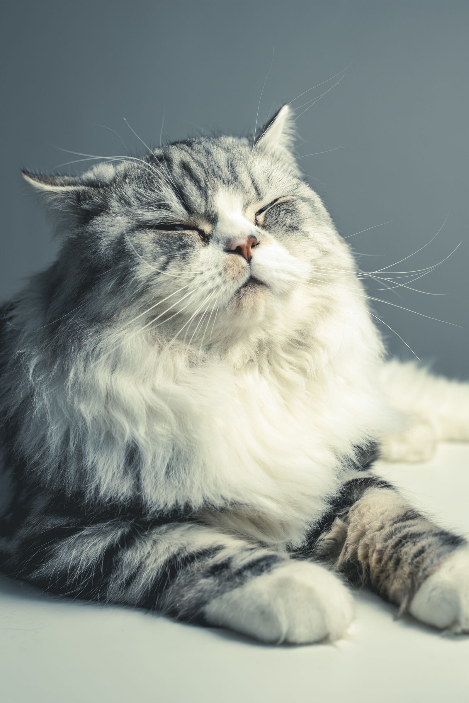 Nikon D810 sample photo. Cat, persian breed, black photography
