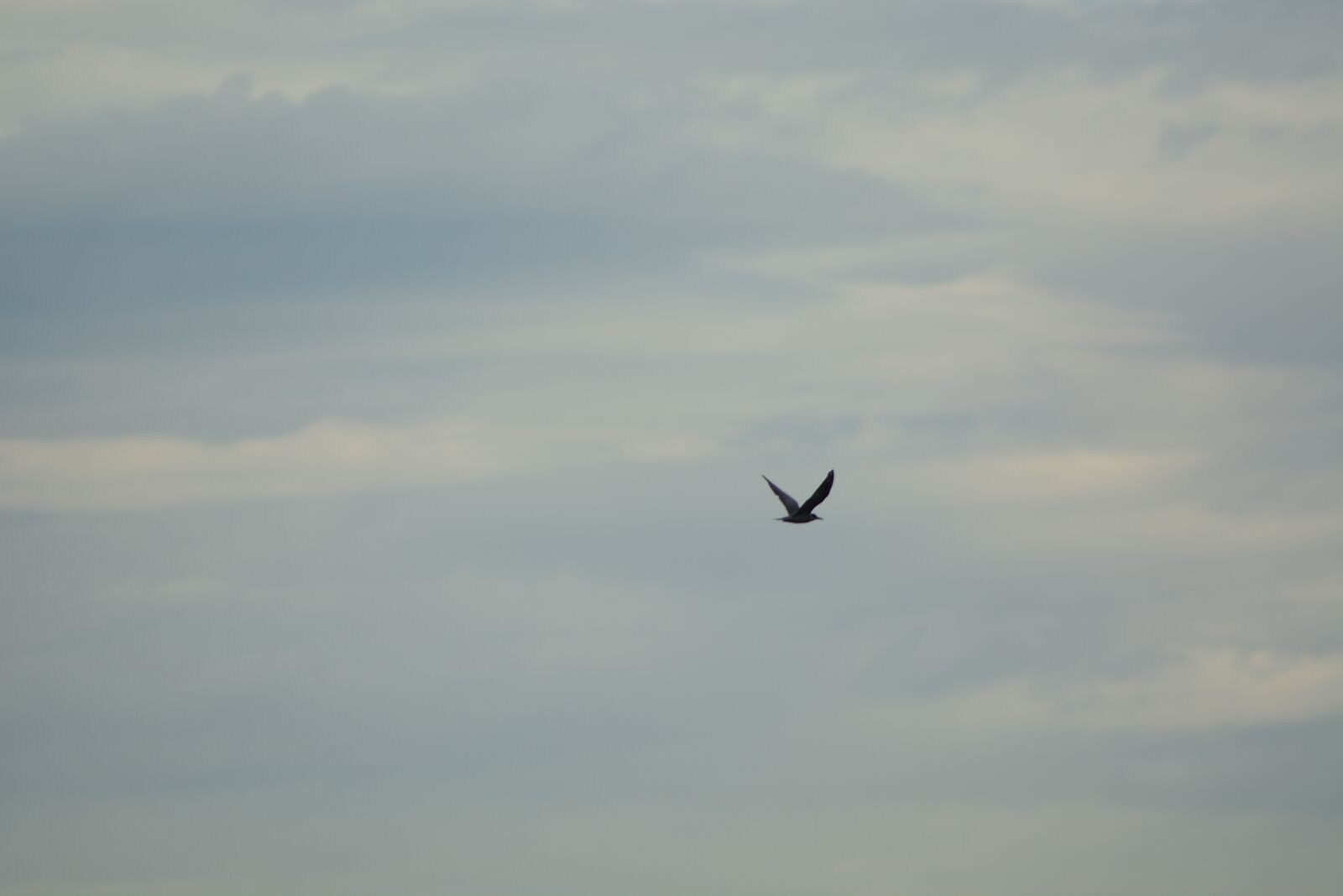 Nikon D7100 sample photo. Fly, bird, wing photography