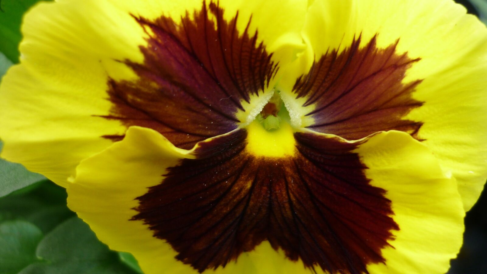 Panasonic Lumix DMC-FS6 sample photo. Pansy, flower, blossom photography