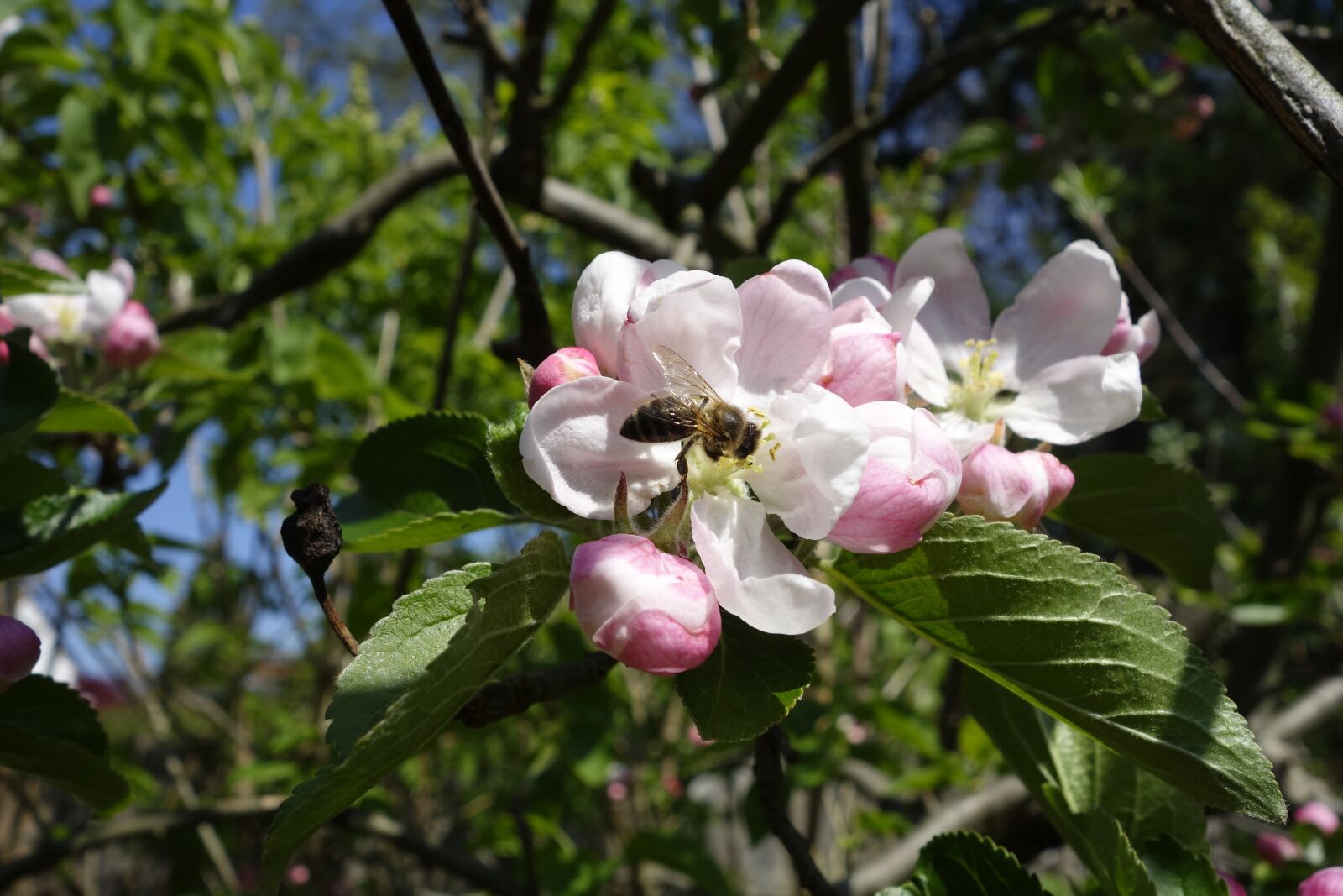 Sony Cyber-shot DSC-RX100 sample photo. Bees, apple, nectar photography