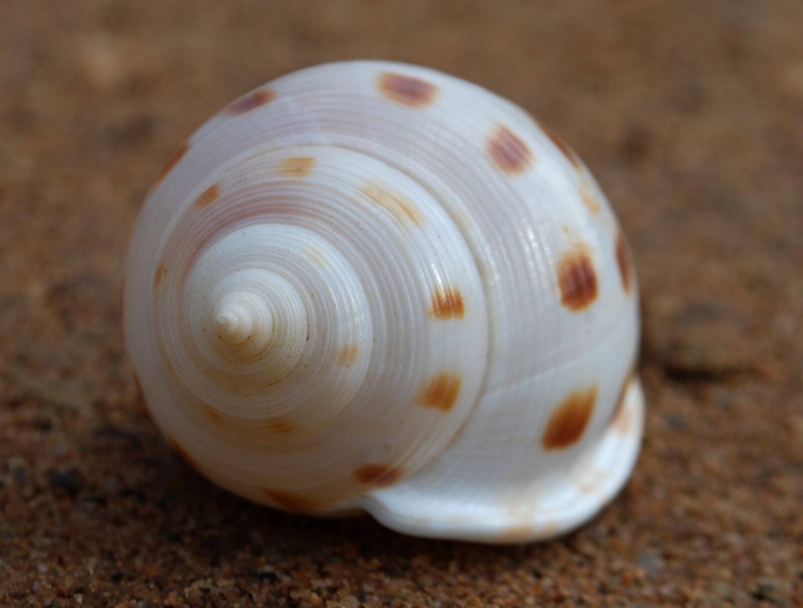 Nikon D40X sample photo. Fibonacci, spiral, seashell photography