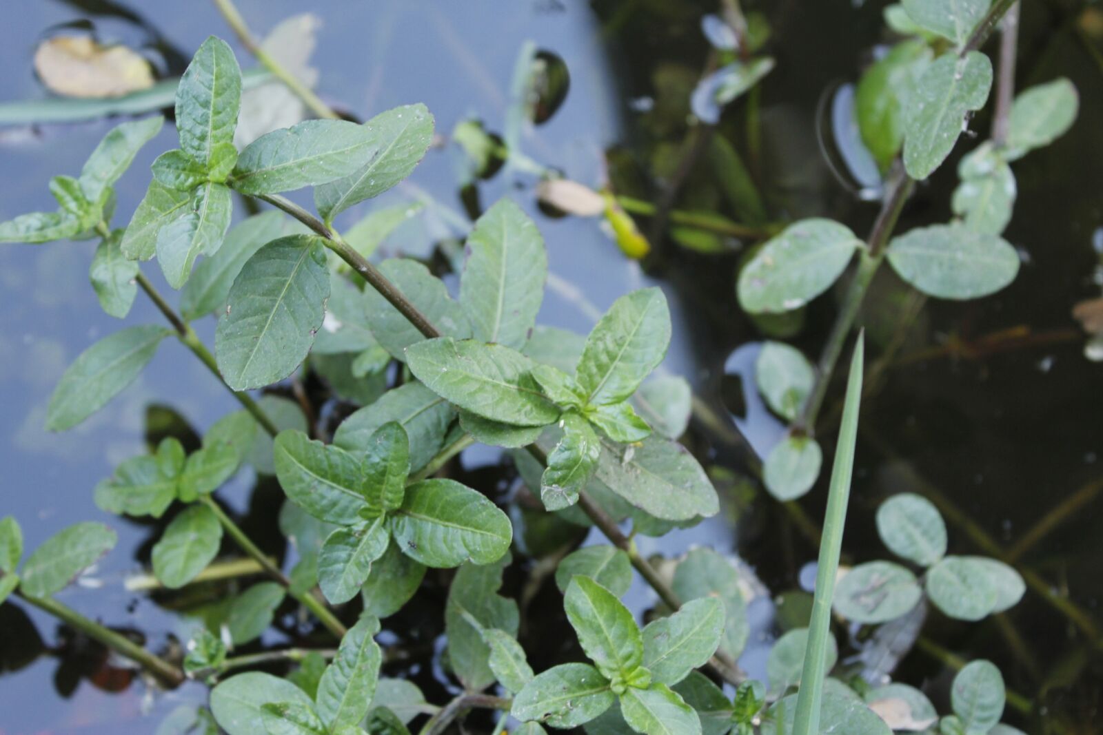 Canon EOS 1100D (EOS Rebel T3 / EOS Kiss X50) sample photo. Water, plants, nature photography