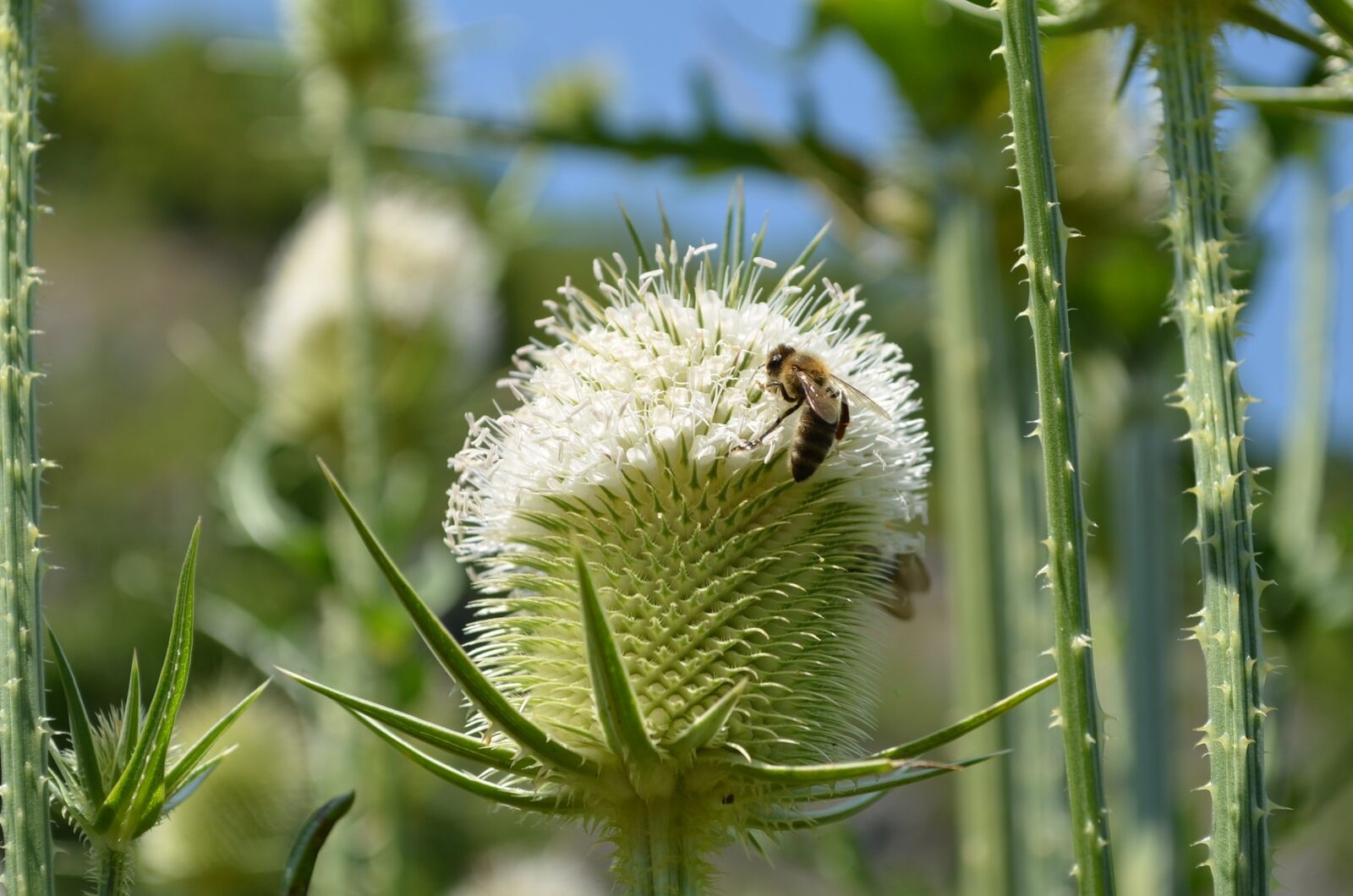 Nikon D5100 sample photo. Bee, honeybee, insect photography
