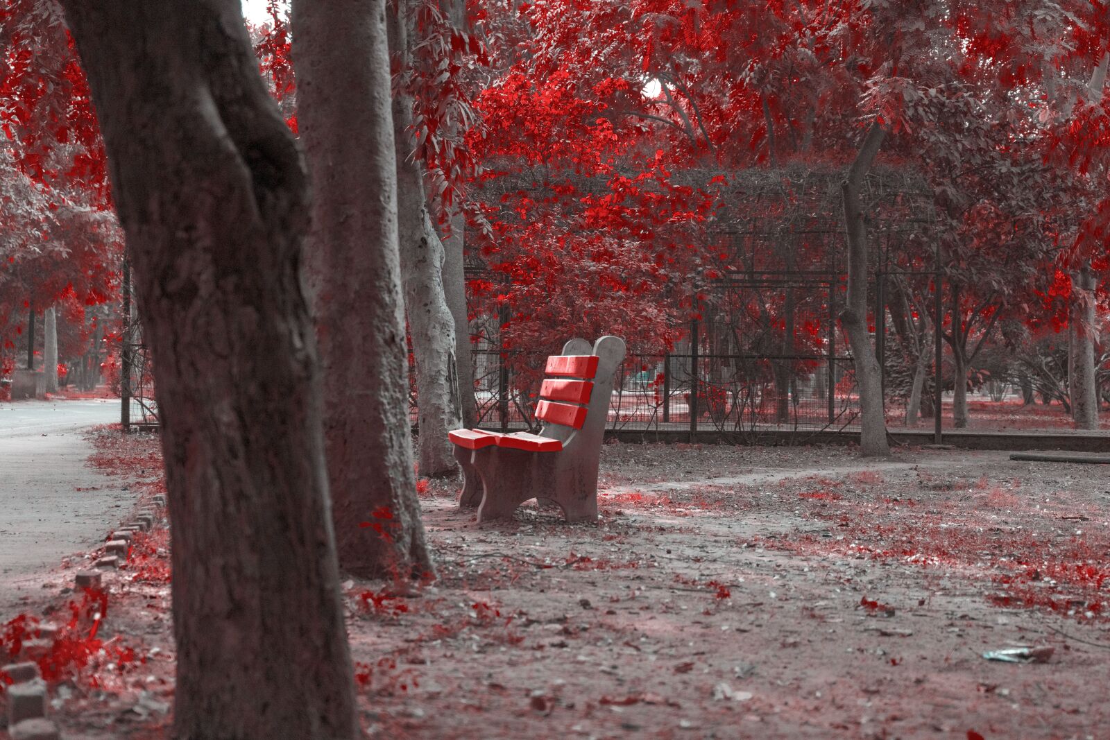 Sony a7R III sample photo. Autumn, red leaves, colorful photography