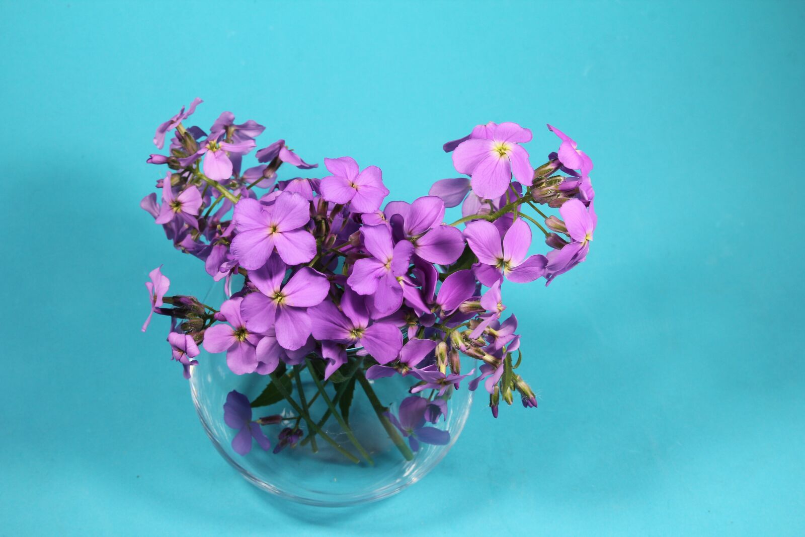 Canon EOS 60D sample photo. Flowers, bouquet, purple photography