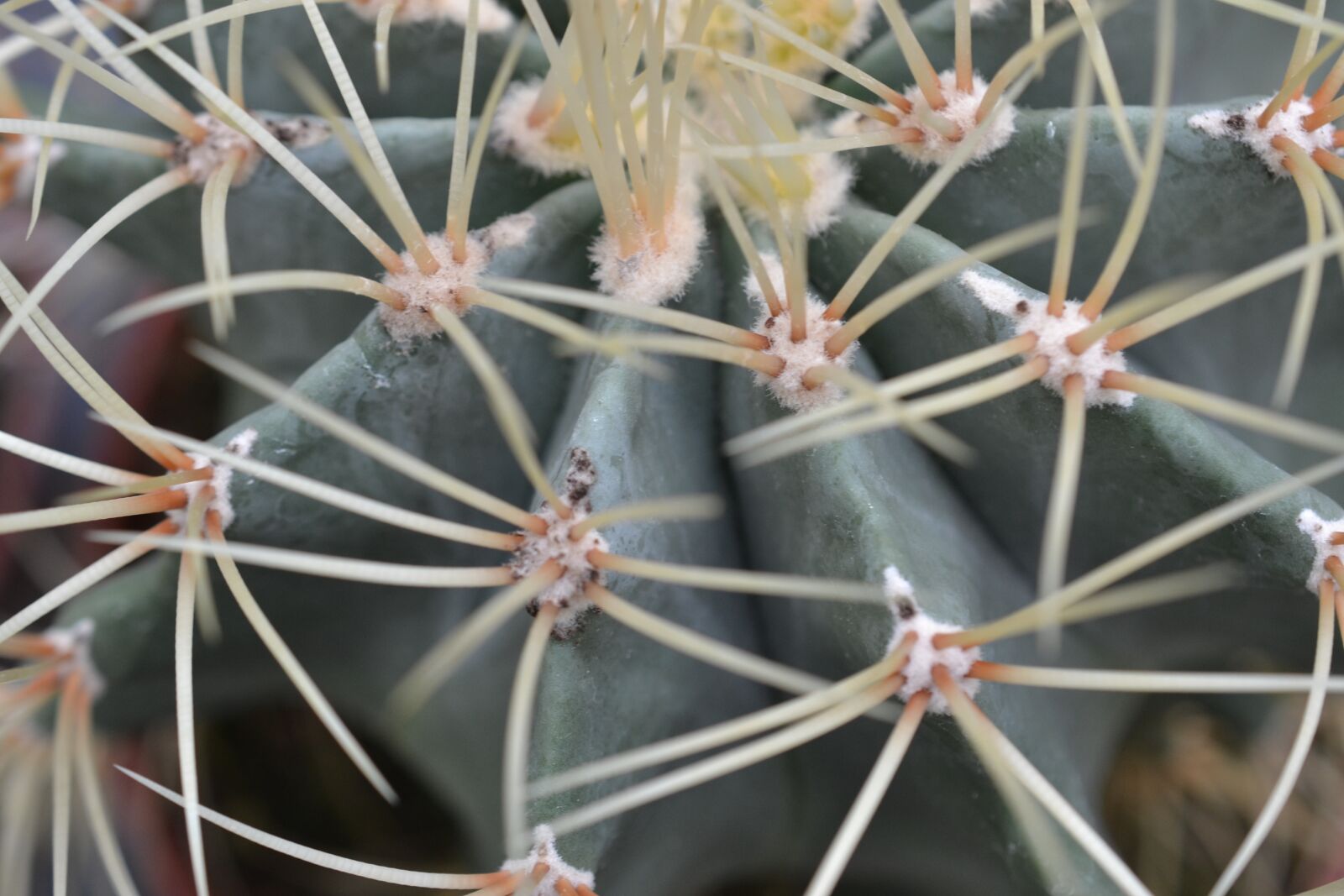 Nikon D3100 sample photo. Cactus, green, pointy photography