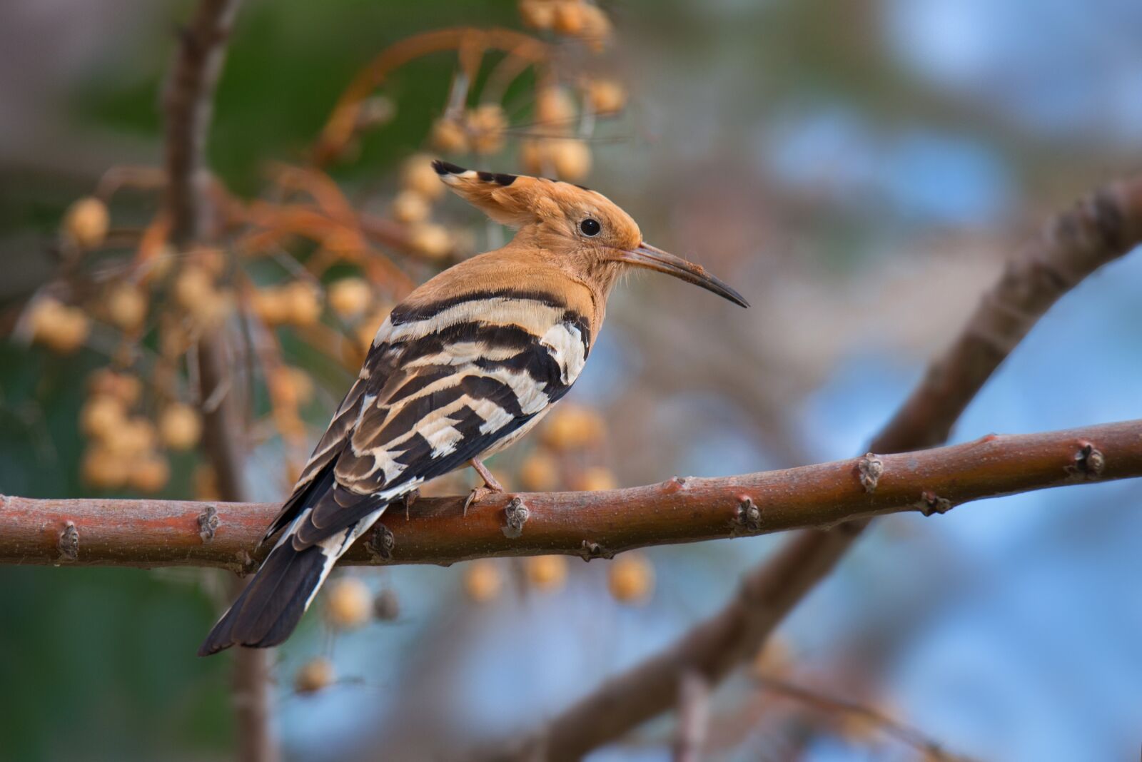 Nikon D750 sample photo. Hoopoe, winter, bird photography