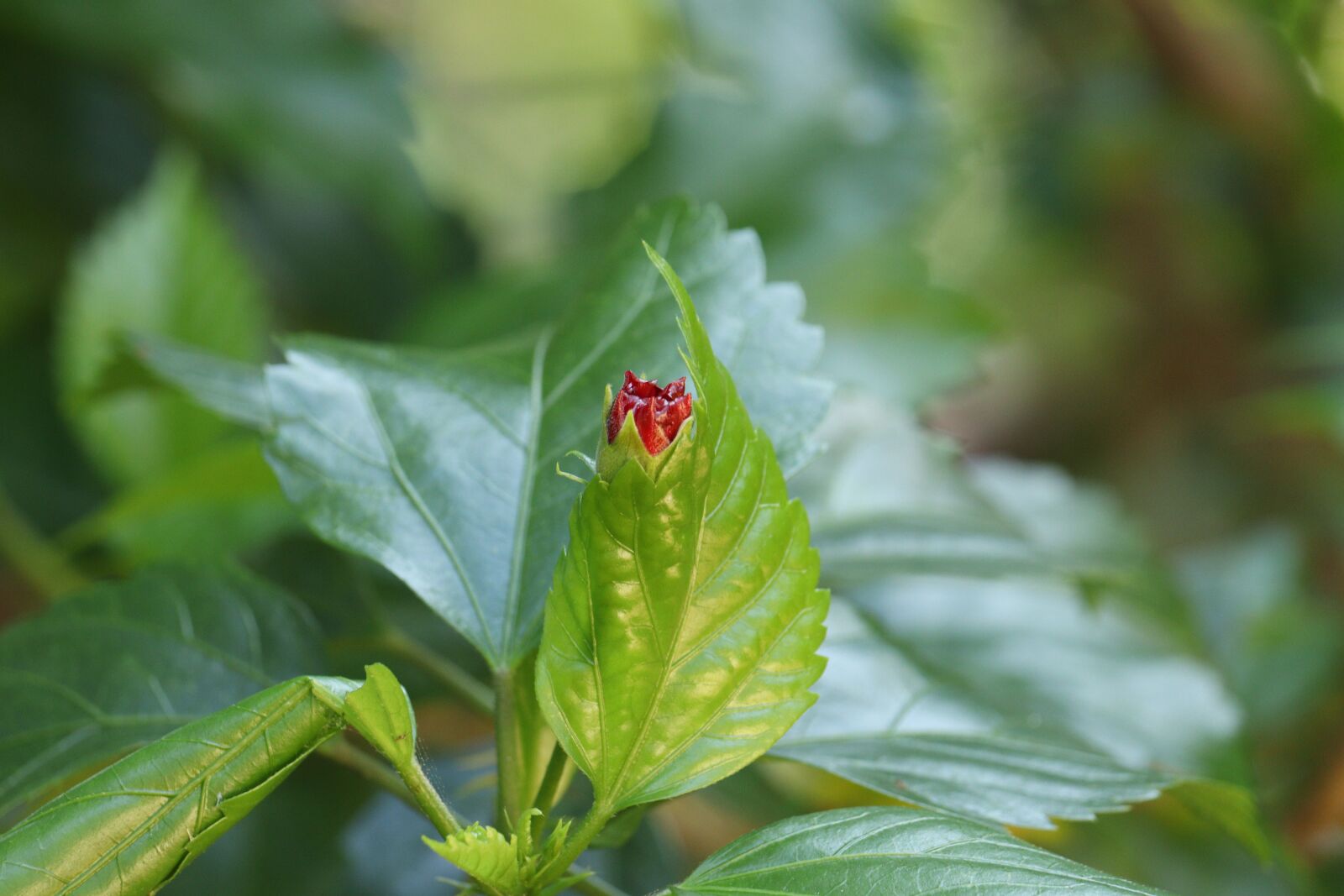 Canon EOS 250D (EOS Rebel SL3 / EOS Kiss X10 / EOS 200D II) sample photo. Green, leaf, flower photography