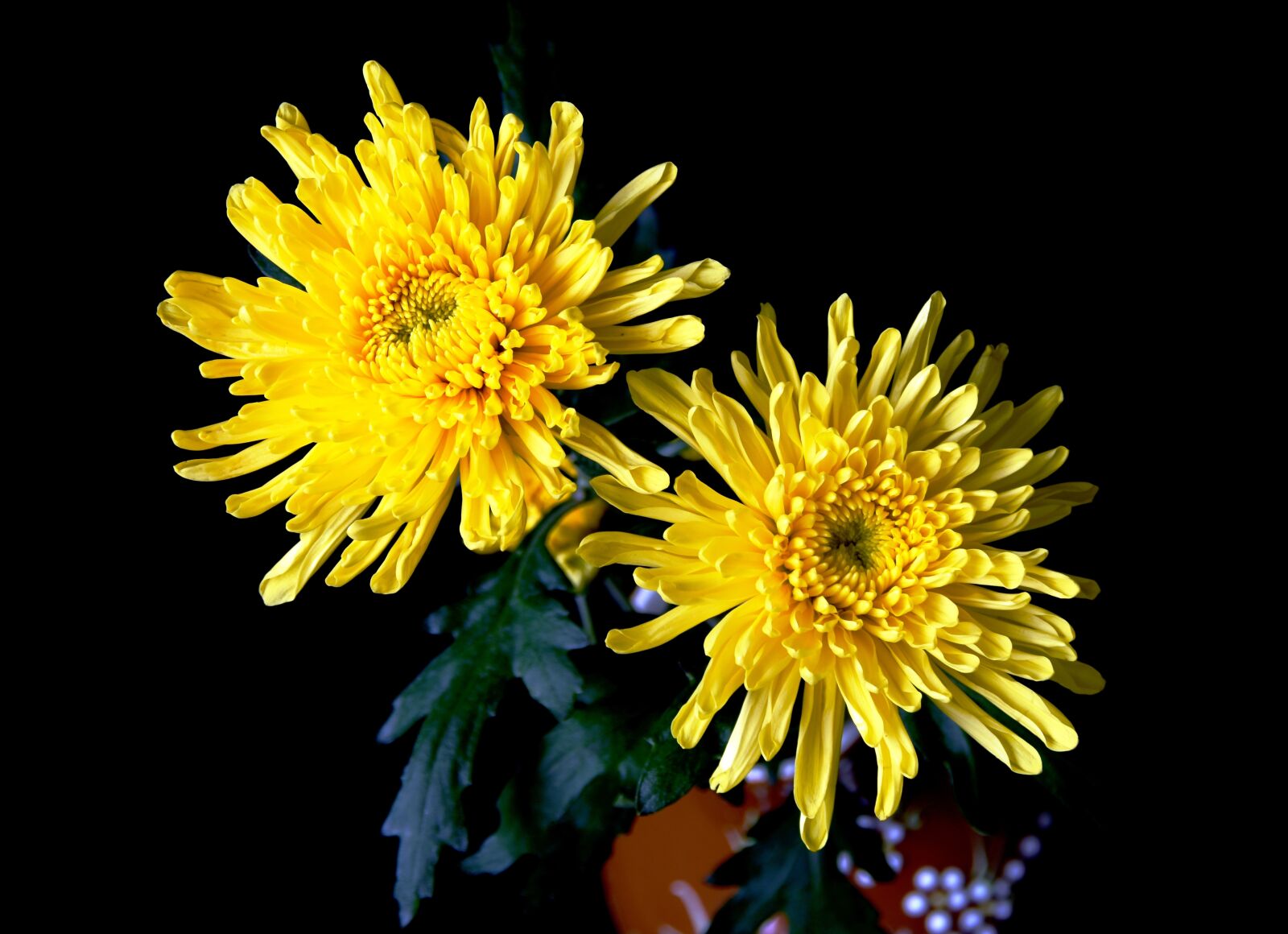 Nikon D7200 sample photo. Chrysanthemums, yellow chrysanthemums, bloom photography
