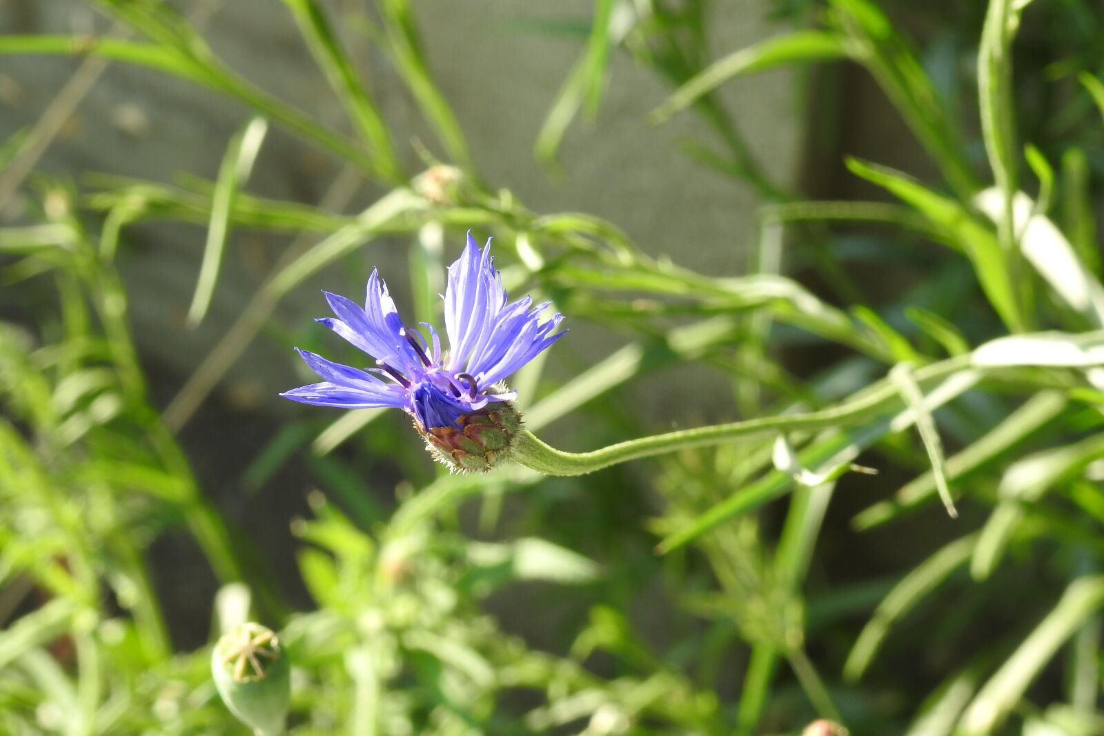 Nikon Coolpix P900 sample photo. Cornflower, a flower of photography