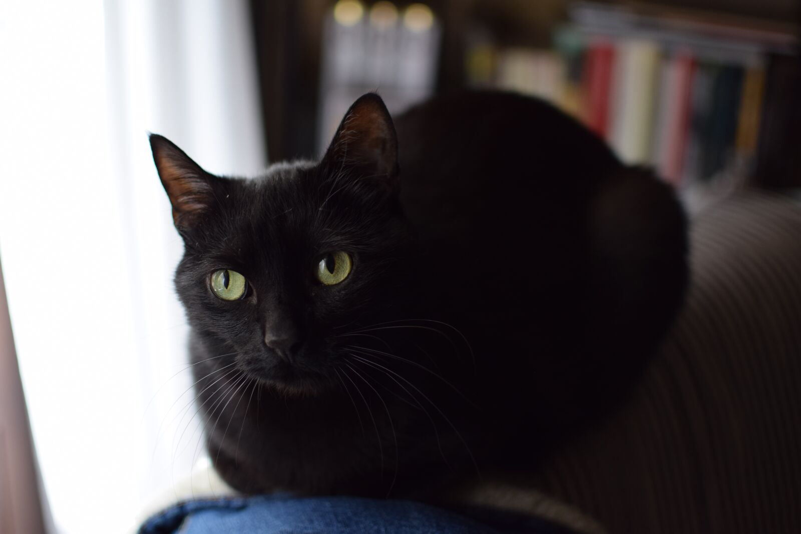 Nikon D5300 sample photo. Cat, portrait, nice photography