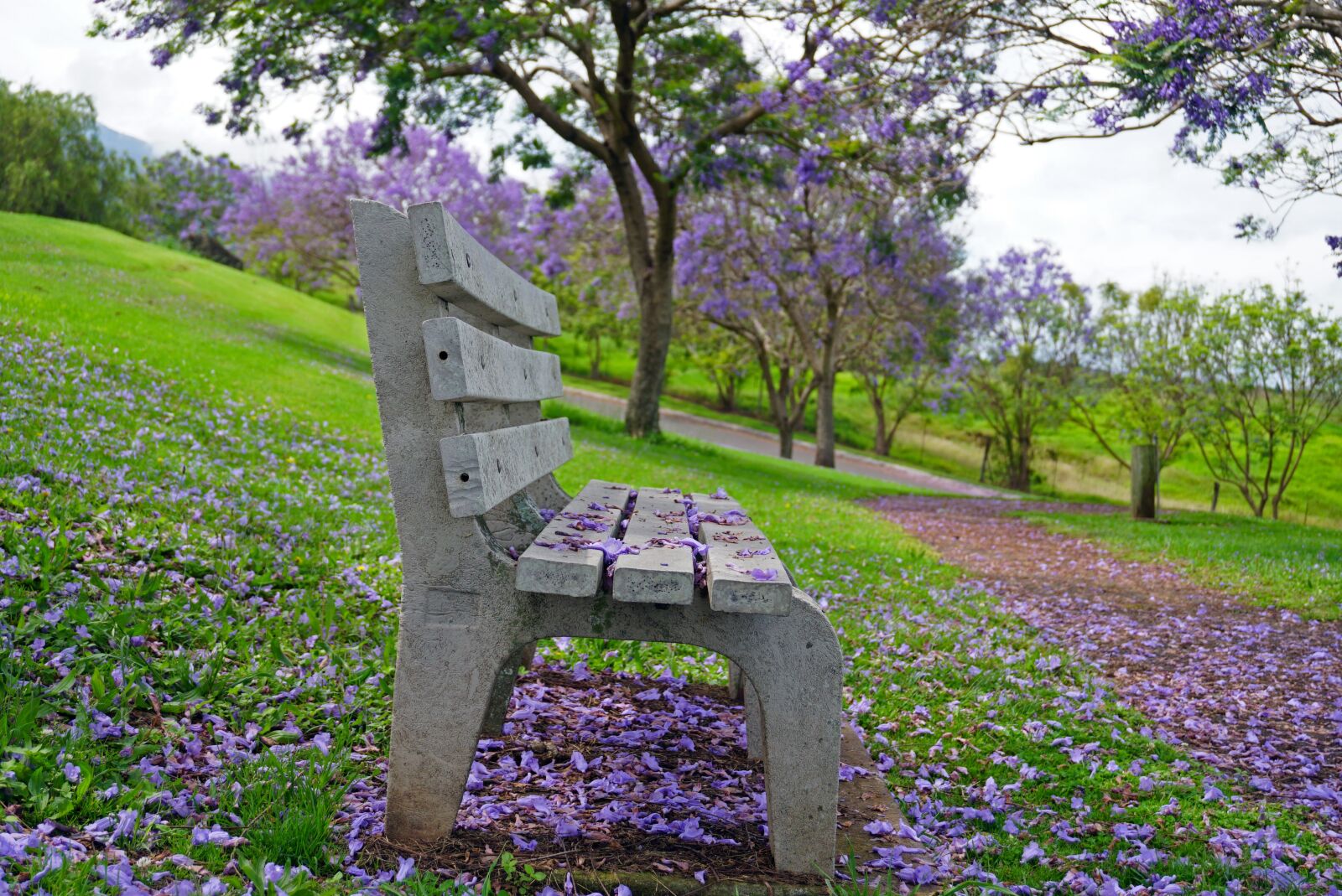 Sony a6500 sample photo. Park bench, jacaranda, purple photography