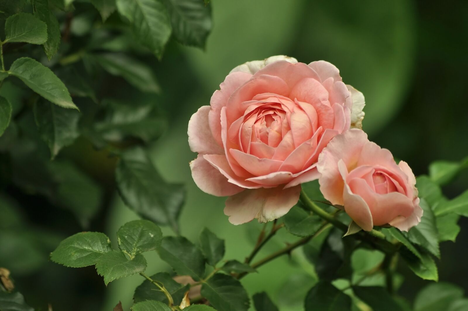 Nikon D90 sample photo. Flowers, rose, pink photography