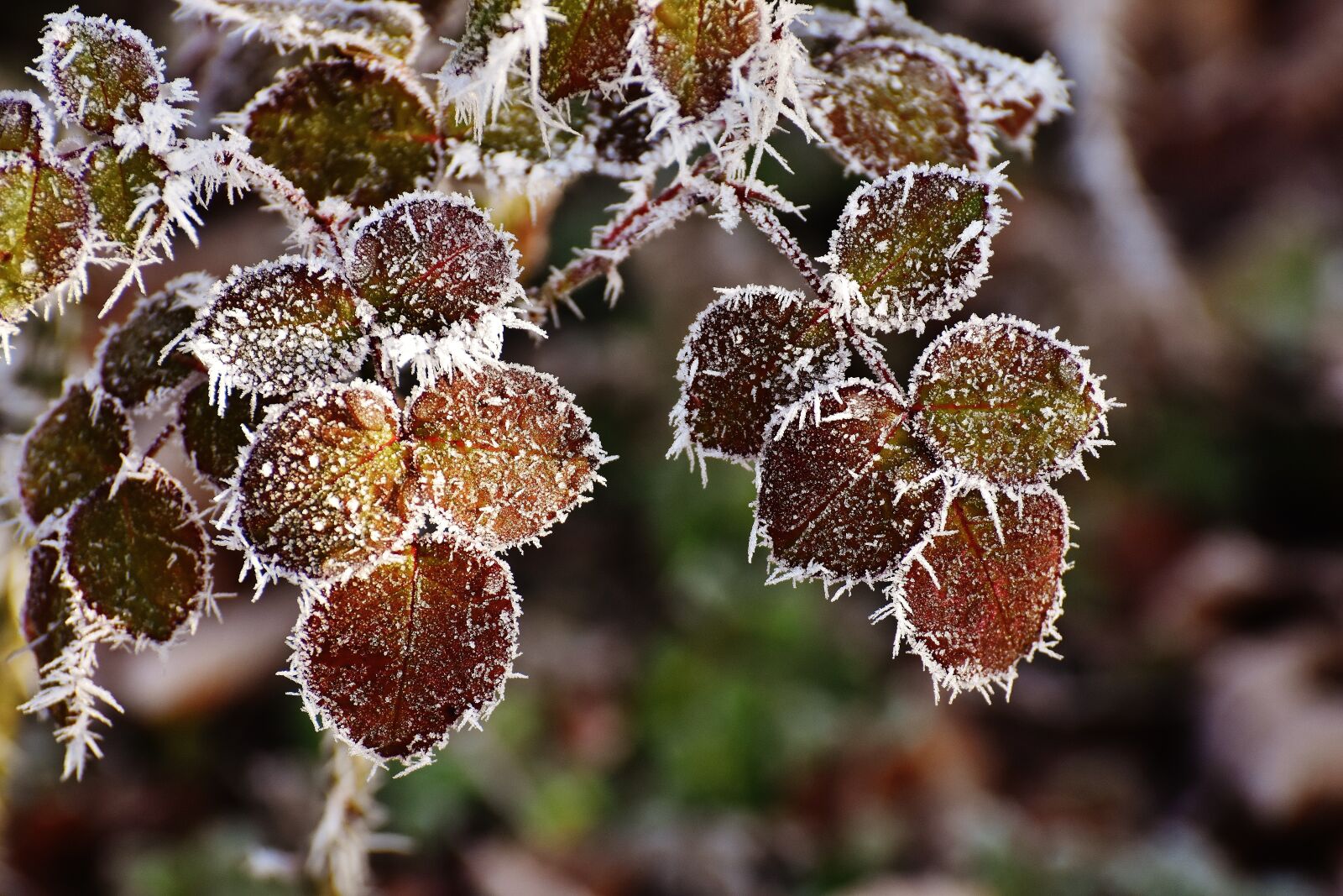 Nikon D7200 sample photo. Leaves, winter, frost photography