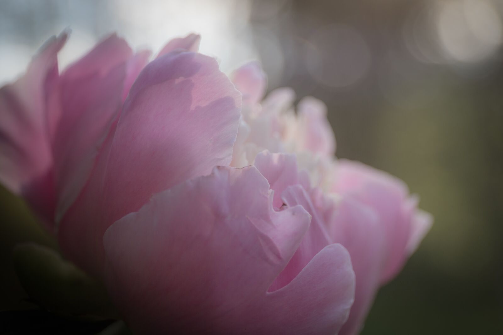 Canon EOS 6D Mark II + Canon EF 24-70mm F4L IS USM sample photo. Peony, garden, bloom photography