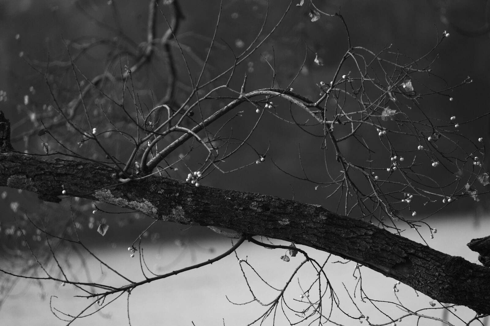 Canon EOS 700D (EOS Rebel T5i / EOS Kiss X7i) sample photo. Nature, rustic, beauty photography