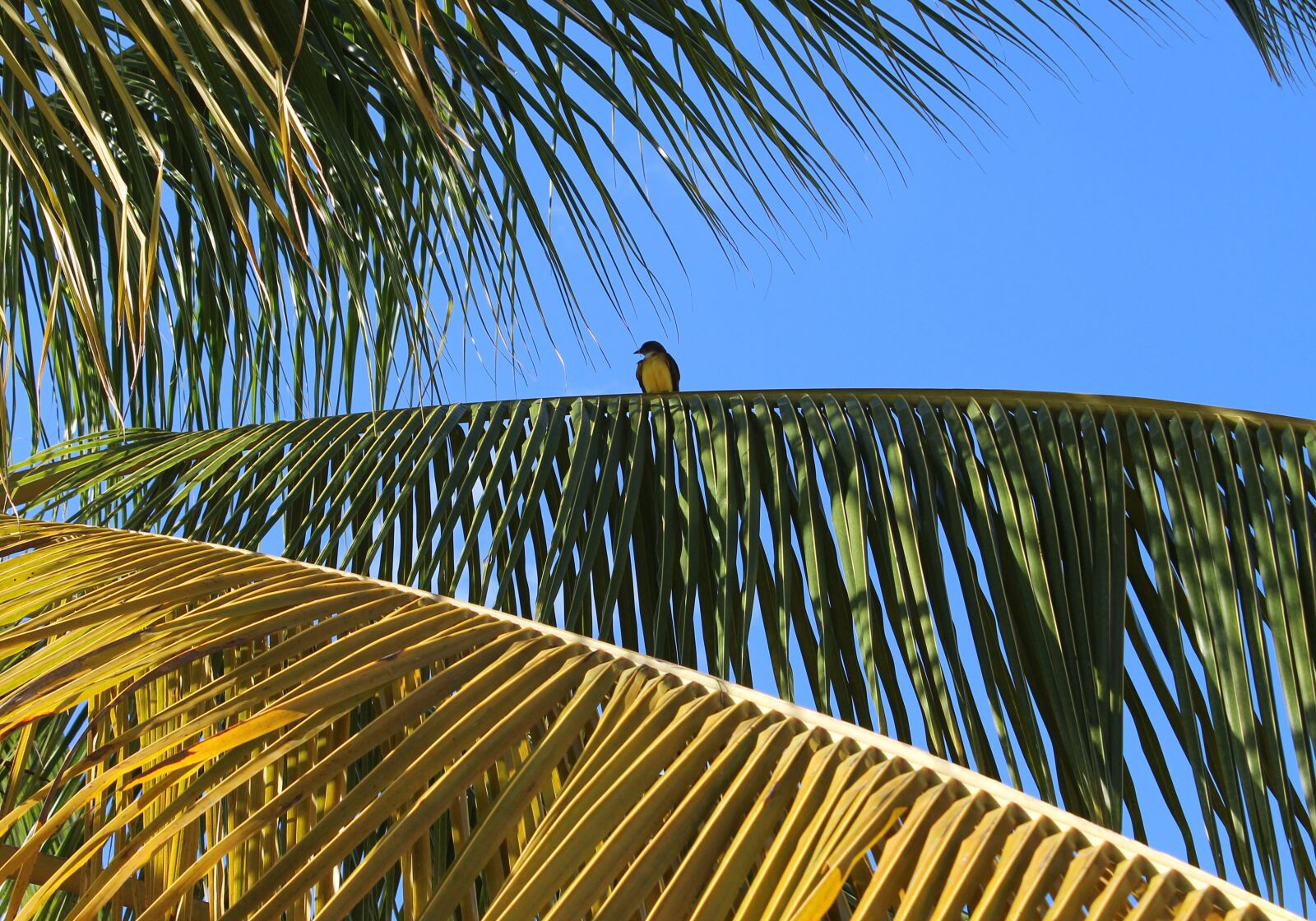 Canon EOS 650D (EOS Rebel T4i / EOS Kiss X6i) sample photo. Bird, palm, trees photography