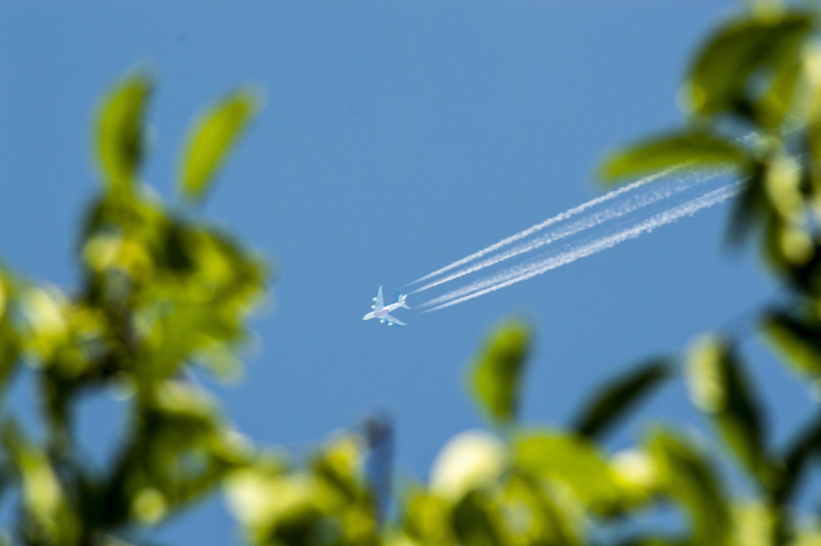 Nikon D3200 sample photo. Flying, sky, blue photography