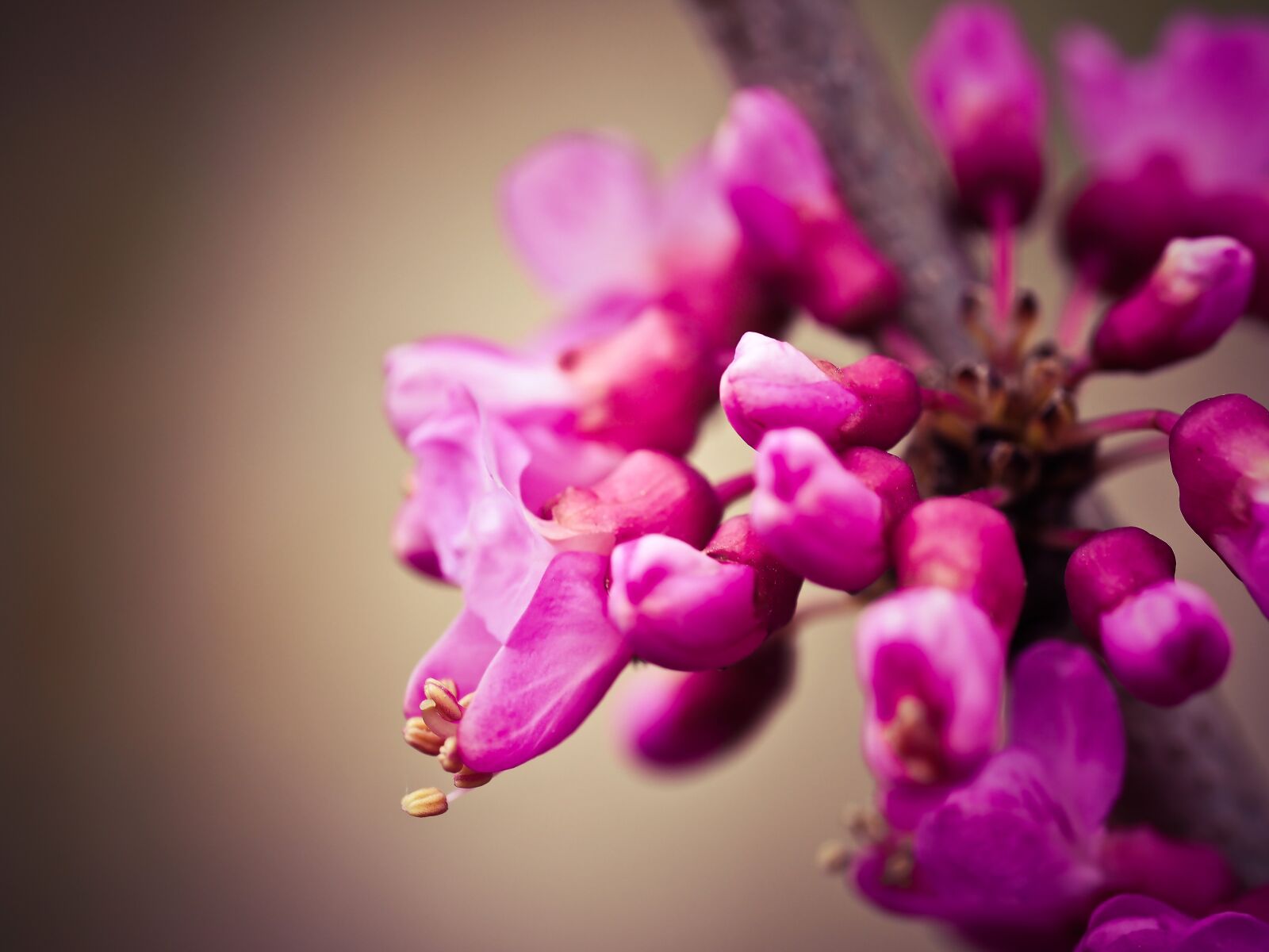 Olympus OM-D E-M10 sample photo. Chinese judas tree, tree photography