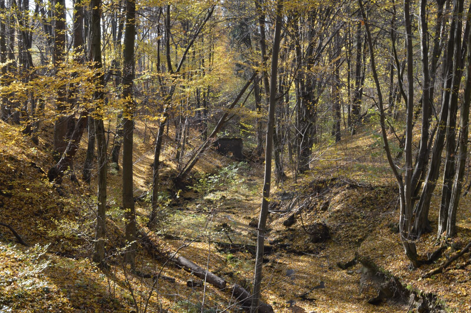 Nikon D3200 sample photo. Autumn, trees, forest photography