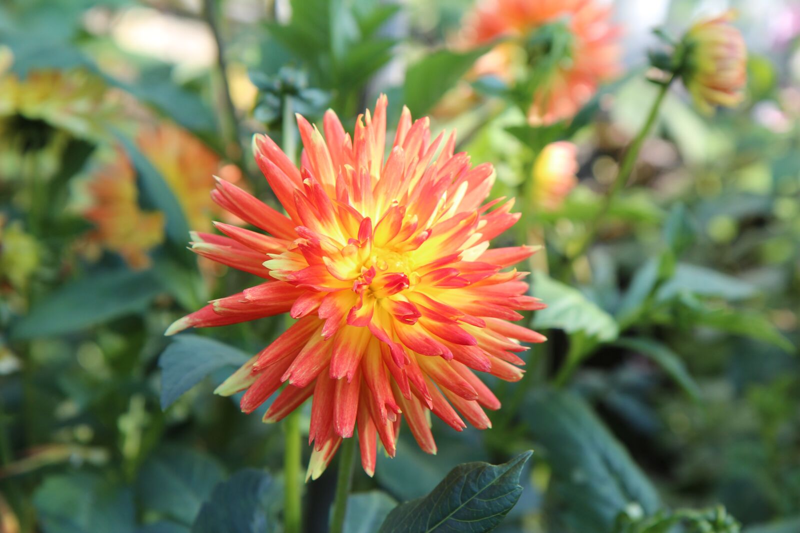 Canon EOS 600D (Rebel EOS T3i / EOS Kiss X5) sample photo. Dahlia, dahlia-orange, flowering photography
