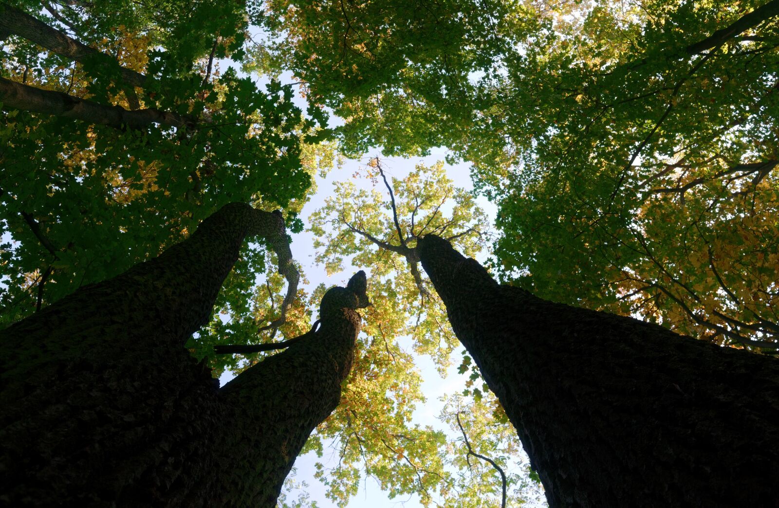 Nikon D3100 sample photo. Trees, trunks, foliage photography