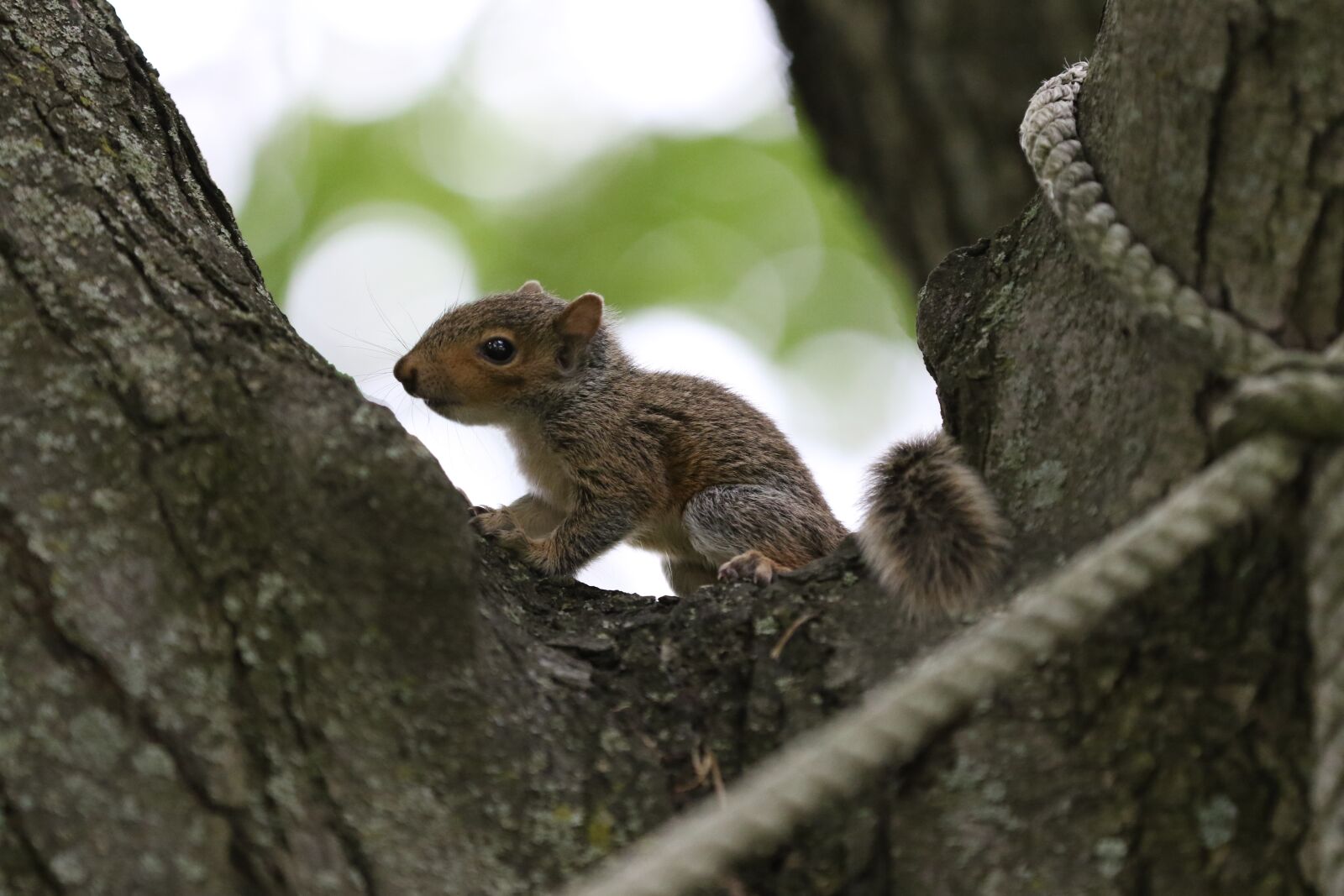 Canon EOS 7D Mark II sample photo. Tree, wildlife, wood photography