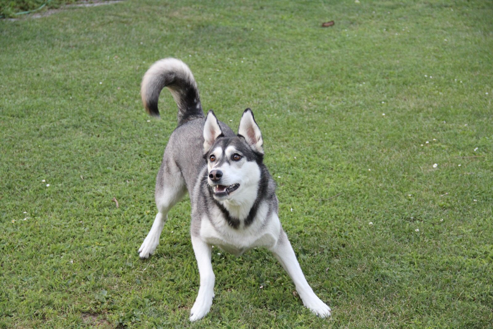 Canon EOS 550D (EOS Rebel T2i / EOS Kiss X4) sample photo. Husky, dog, play photography