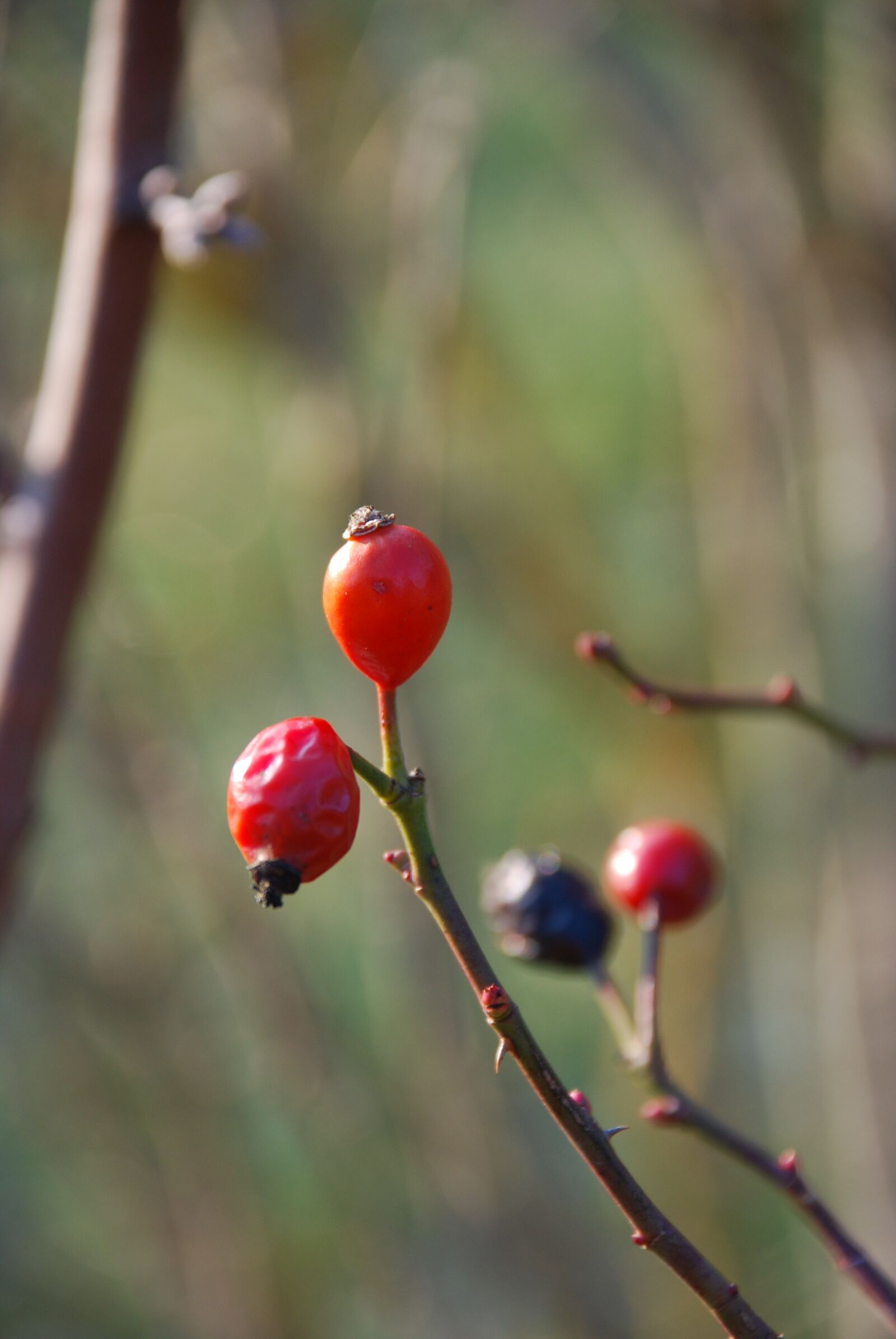 Nikon D80 sample photo. Rose hip, autumn, transience photography