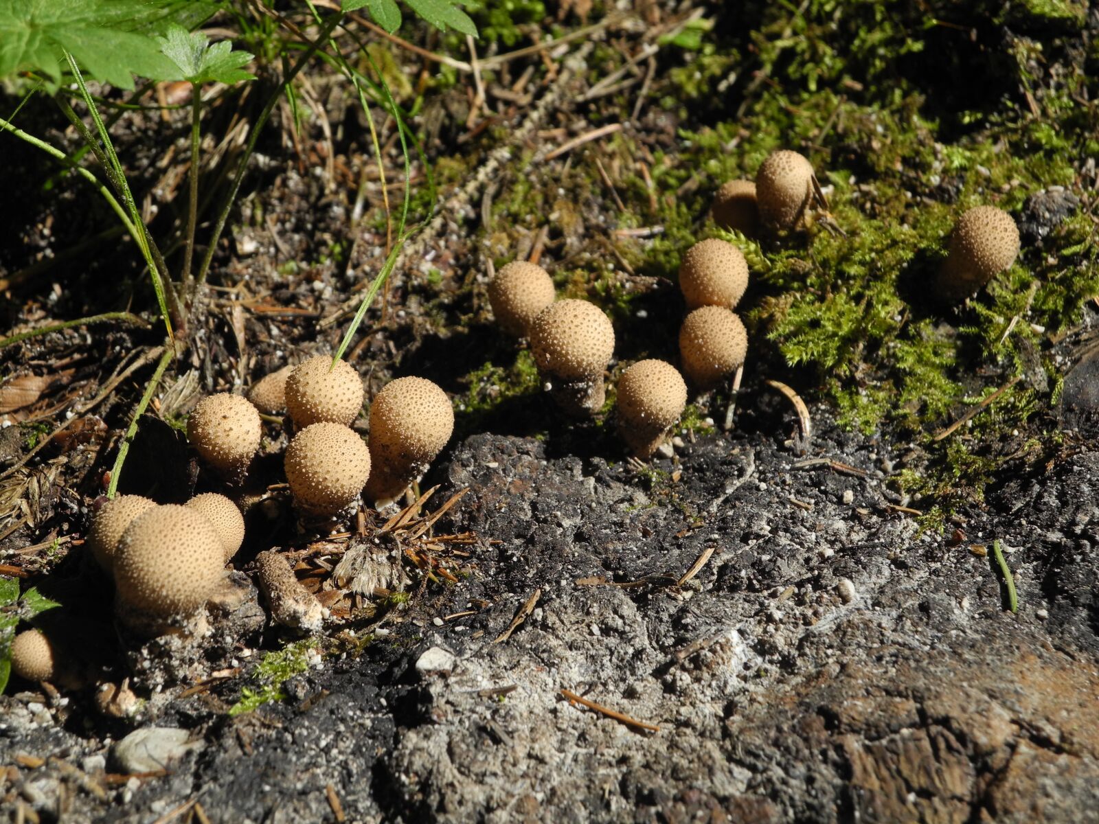 Nikon Coolpix P7000 sample photo. Bowist, mushrooms, small photography
