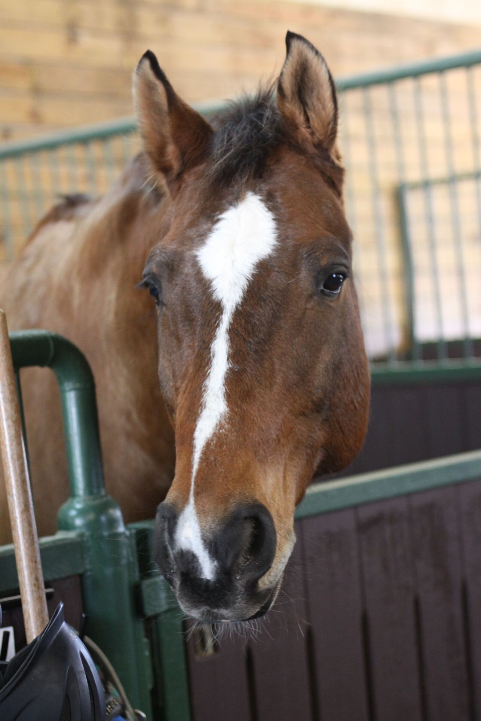 Canon EOS 50D sample photo. Horse, equestrian, animal photography
