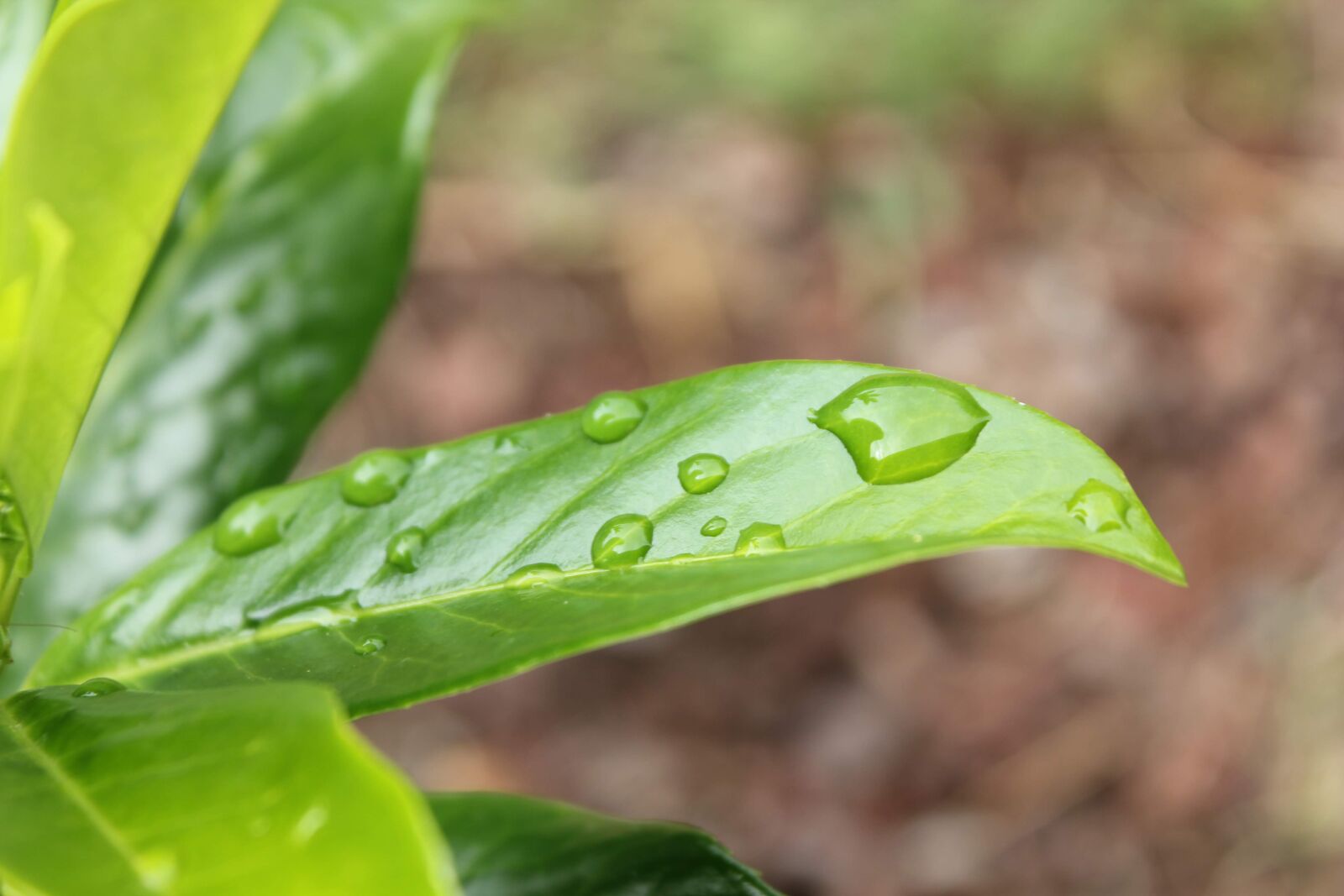 Canon EOS 550D (EOS Rebel T2i / EOS Kiss X4) sample photo. Drop of water, rain photography