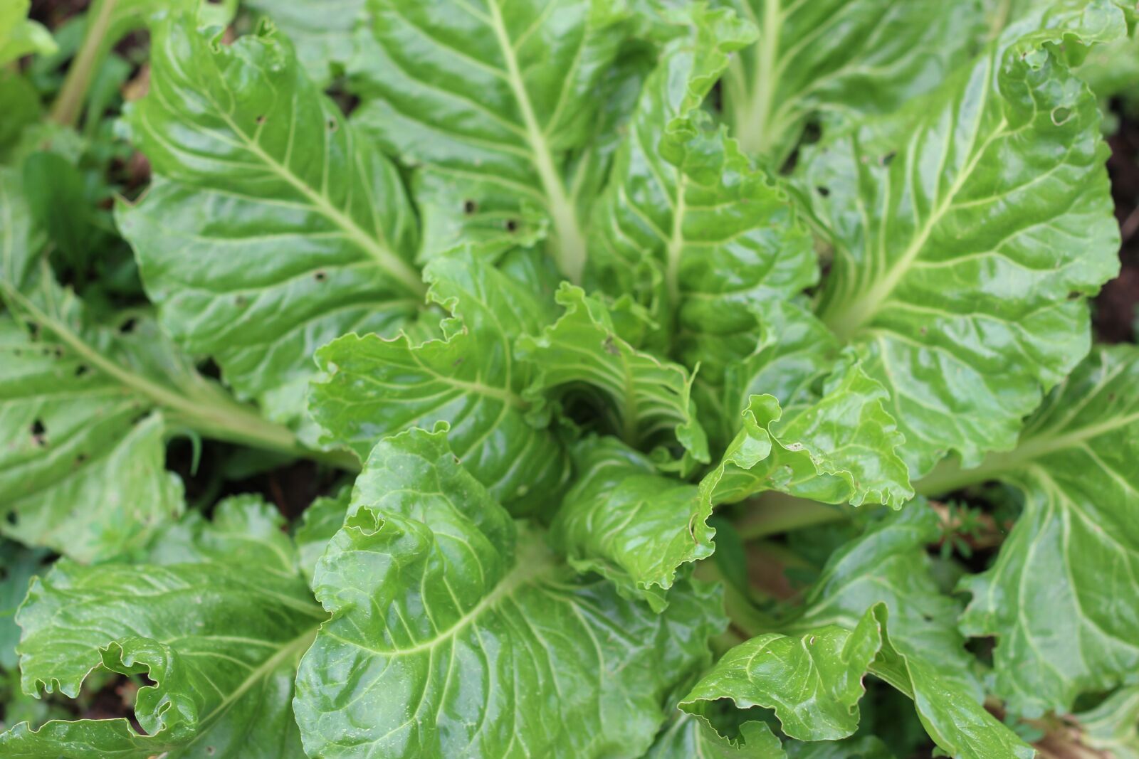 Canon EOS 600D (Rebel EOS T3i / EOS Kiss X5) + Canon EF 50mm F1.8 II sample photo. Vegetable, chard, vegetables photography